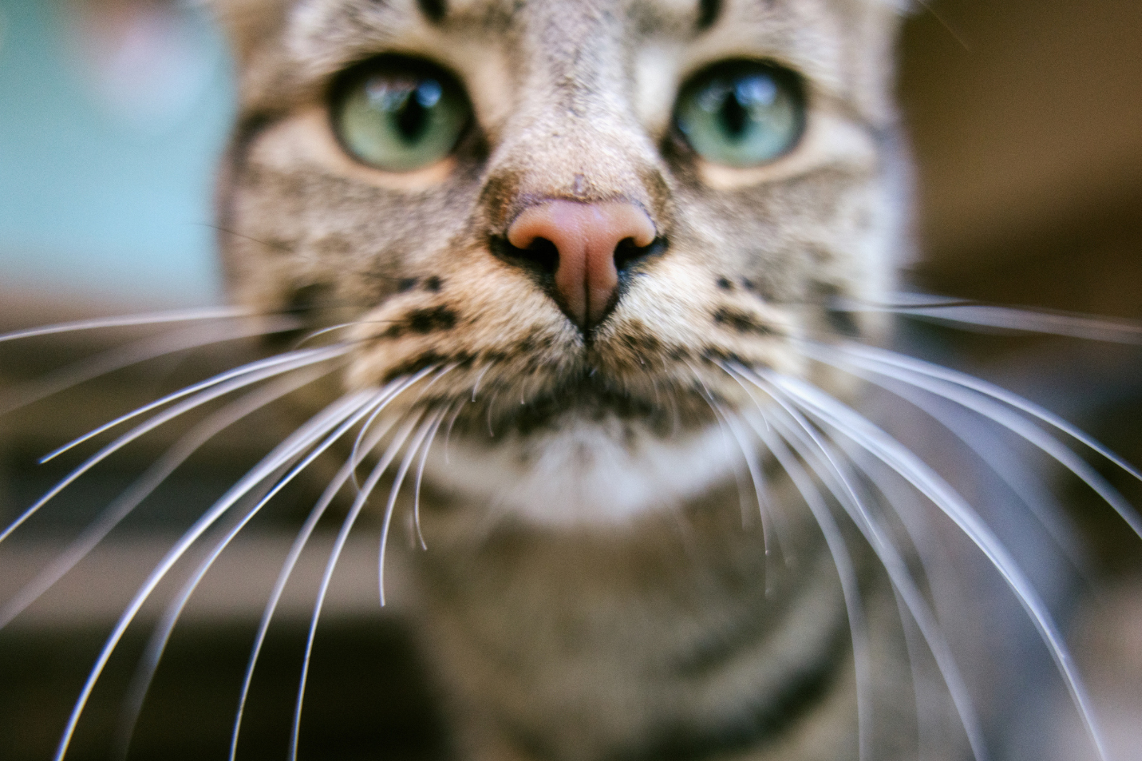 Le chat abrite un parasite peu recommandable. © RyanJLane, iStock