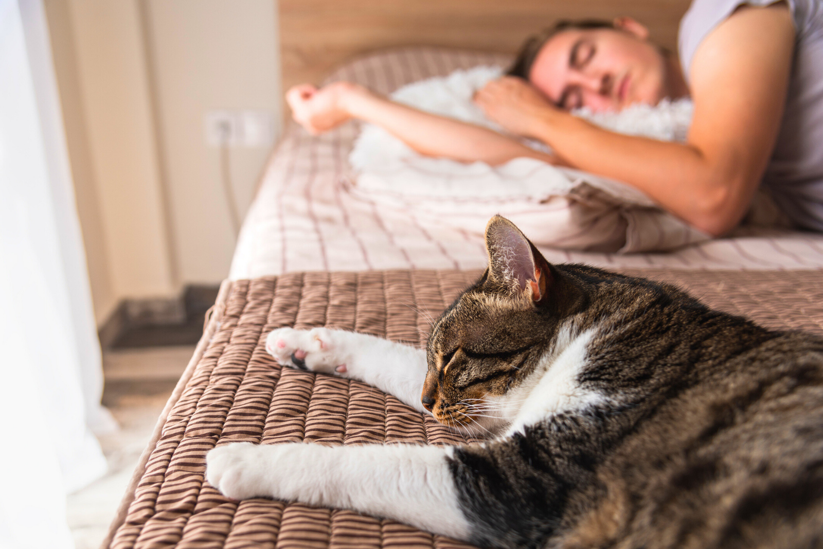 Le chat semble préférer dormir à vos pieds. © Anna Gorbacheva, iStock
