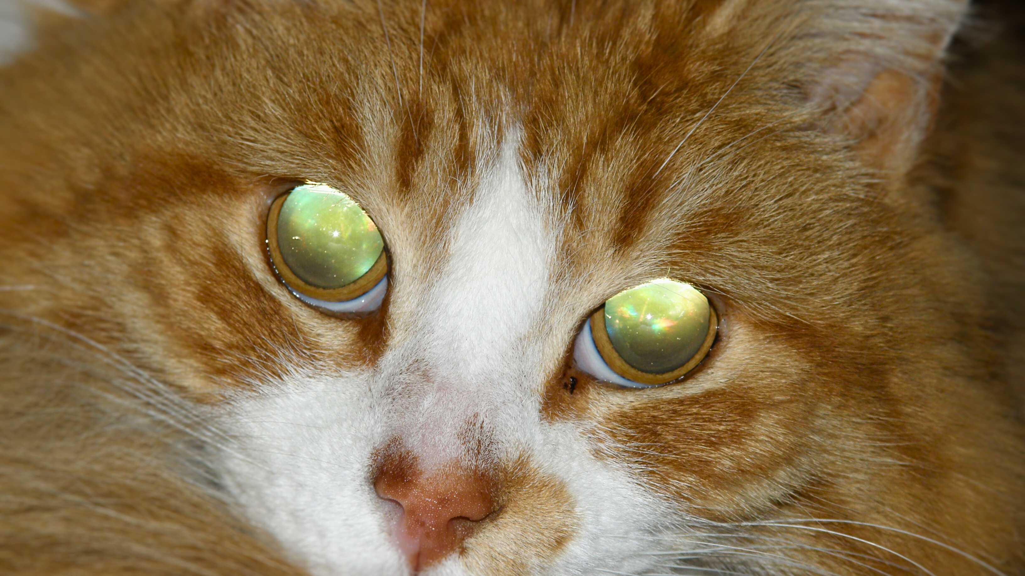 Ce chat a les pupilles dilatées dans l'obscurité, le flash de la photo se réfléchit au fond de son oeil sur son tapetum lucidum et le fait paraître vert doré. © Dropus, Wikimedia Commons