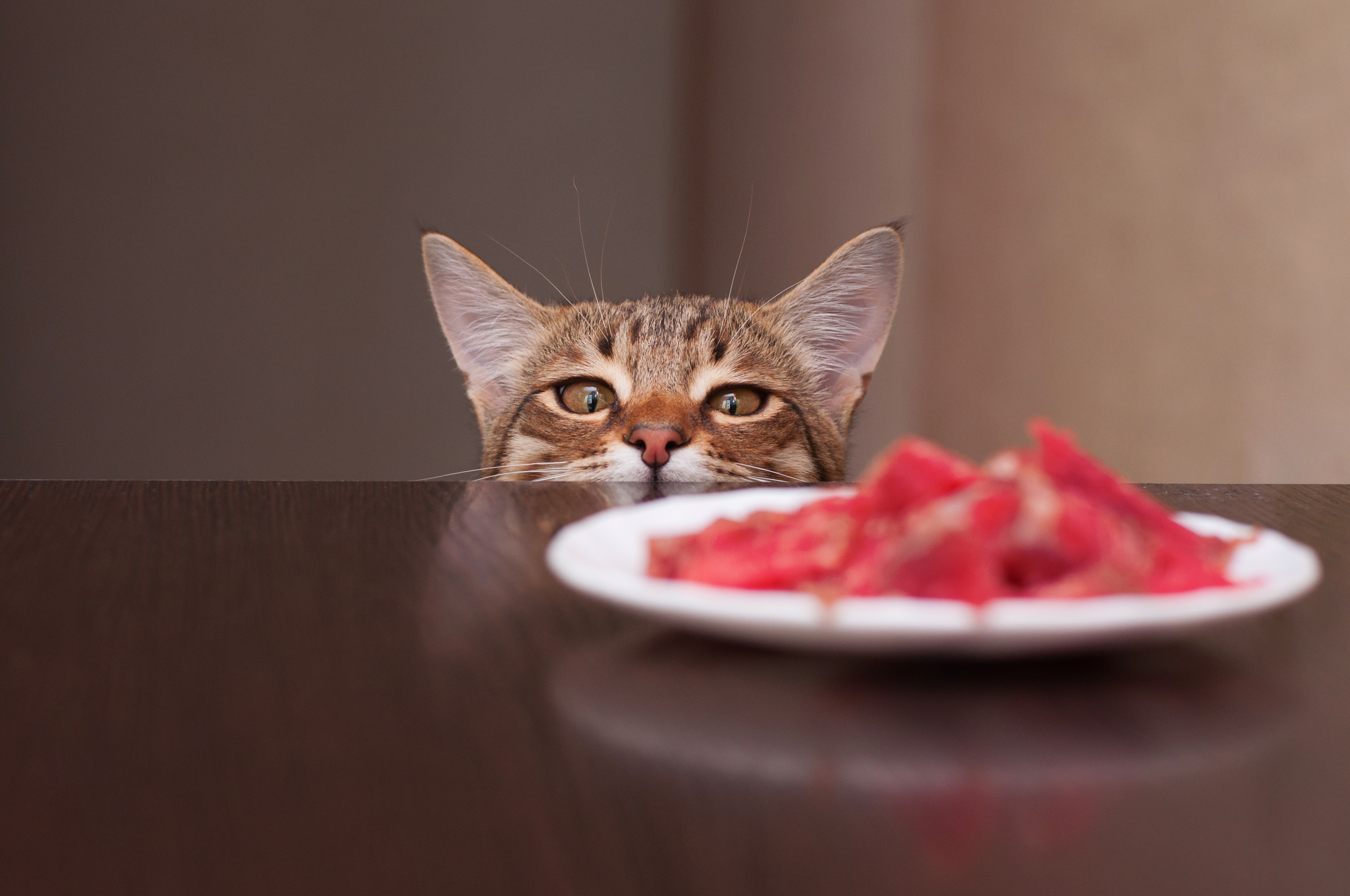 Pour faire maigrir son chat, il est possible de lui préparer à manger soi-même ! © vikitora_sap, Adobe Stock