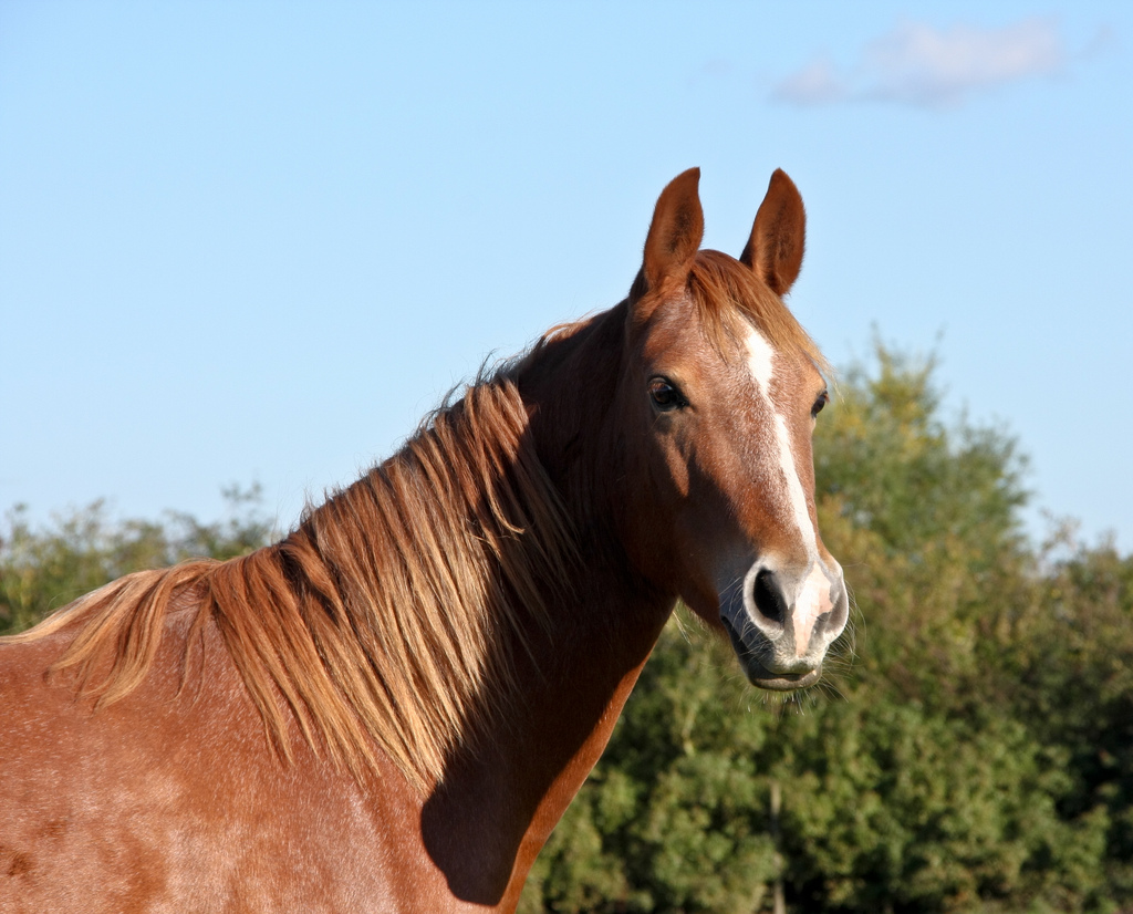 L’hippologie permet d’en découvrir toujours plus sur les chevaux. © IDS.Photos, Flickr, cc by sa 2.0