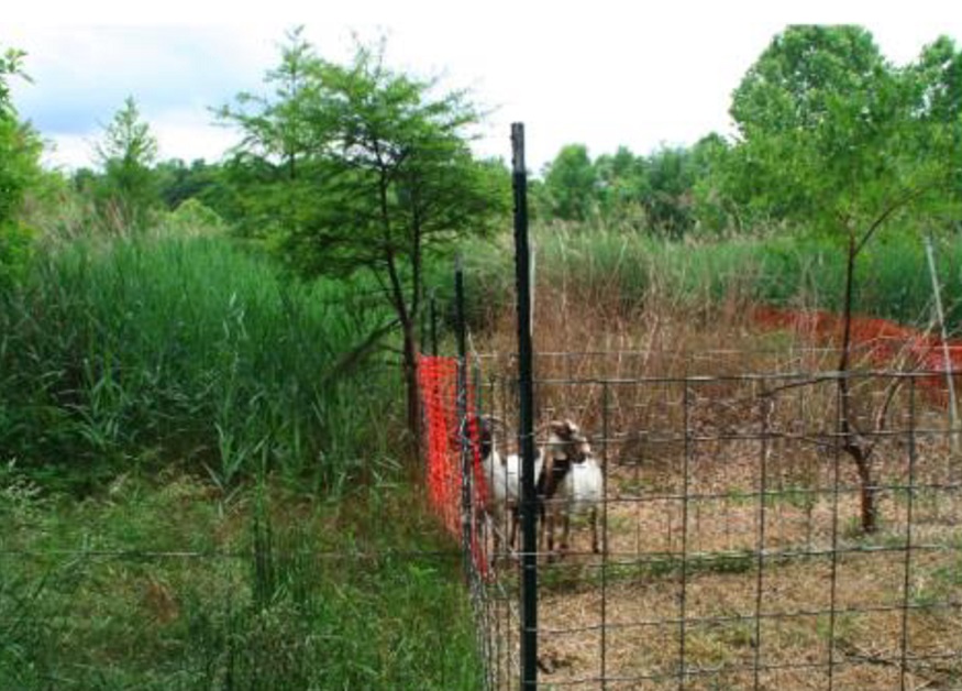 Comme on le voit sur cette photo, les chèvres sont friandes de roseaux dont la couverture s'amenuise dans les terrains tests. © Brian Silliman et al. 2014, PeerJ.