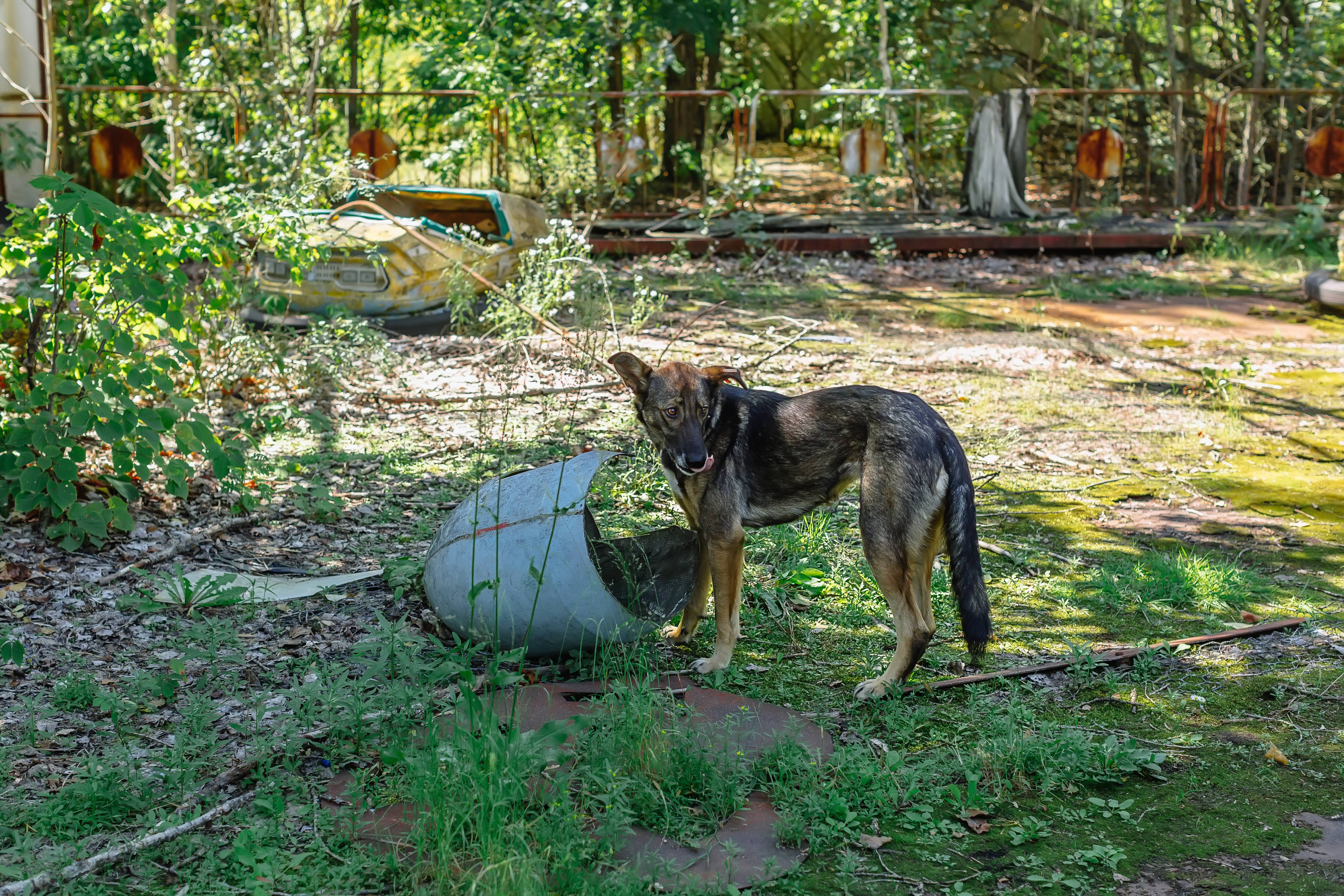 De nombreux chiens ont été abandonnés peu après l'accident de Tchernobyl. Ici, la ville fantôme de Pripyat dans la zone d'exclusion de Tchernobyl. © onphotoua, Adobe Stock