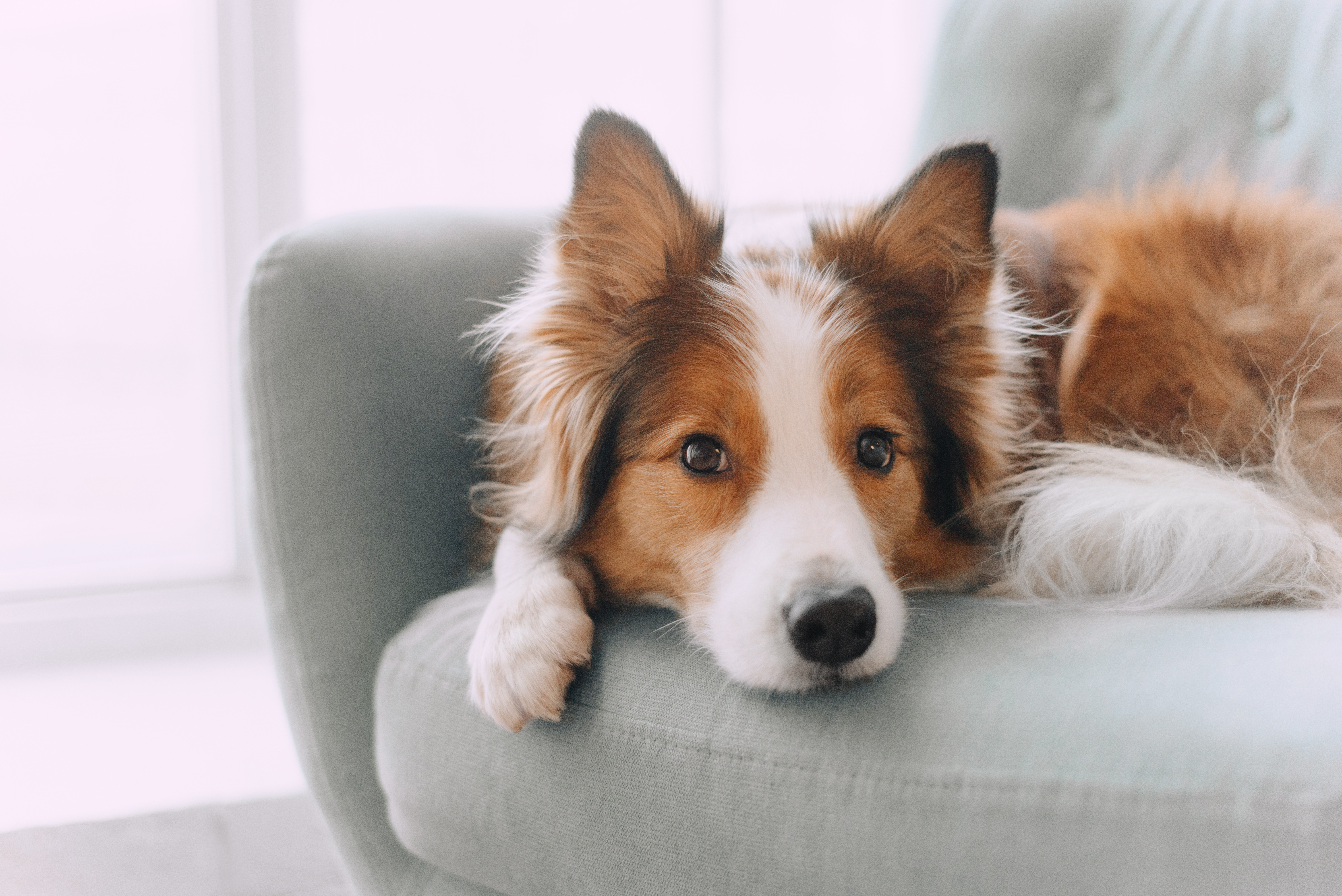 Pourquoi les chiens tournent-ils en rond avant de dormir ? © ksuksa, Adobe Stock