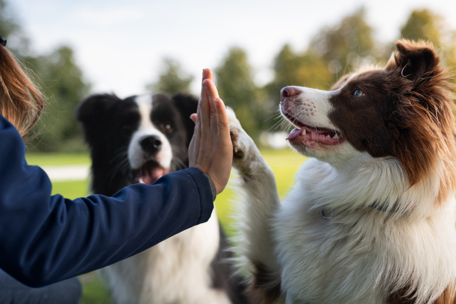 La science dévoile le mystère de la ressemblance homme-chien. © Mr.Vito, iStock