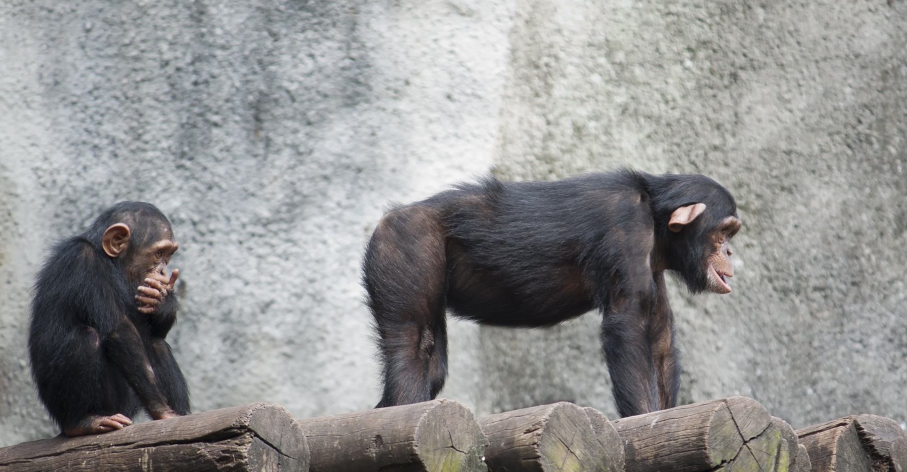 « Montre-moi tes fesses je te dirai quel chimpanzé tu es. » © AJancso, Shuttestock