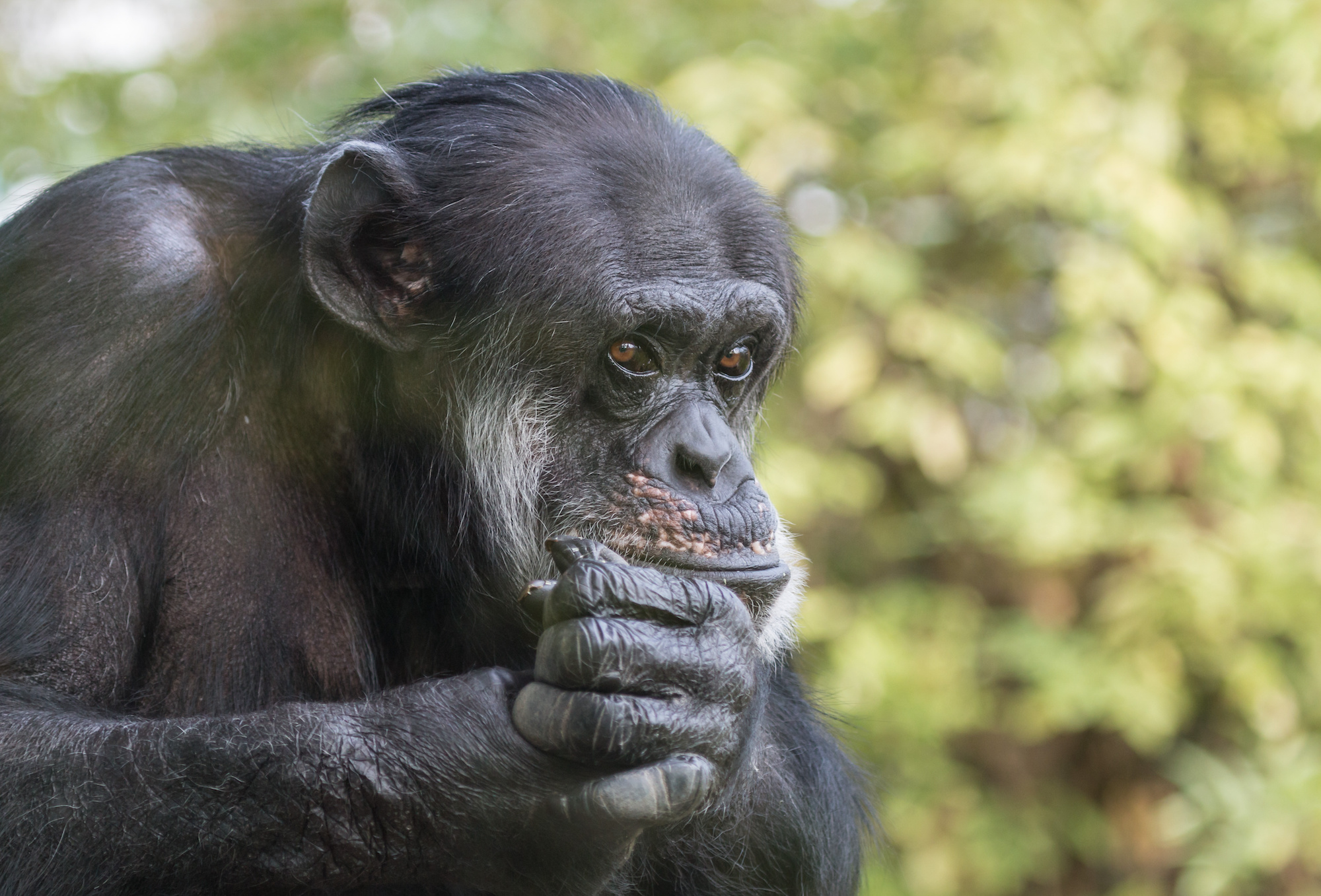 La primatologue Jane Goodall a révolutionné notre façon d’appréhender le monde animal. Aujourd’hui, elle se bat pour la préservation de la biodiversité. © chbaum, Adobe Stock