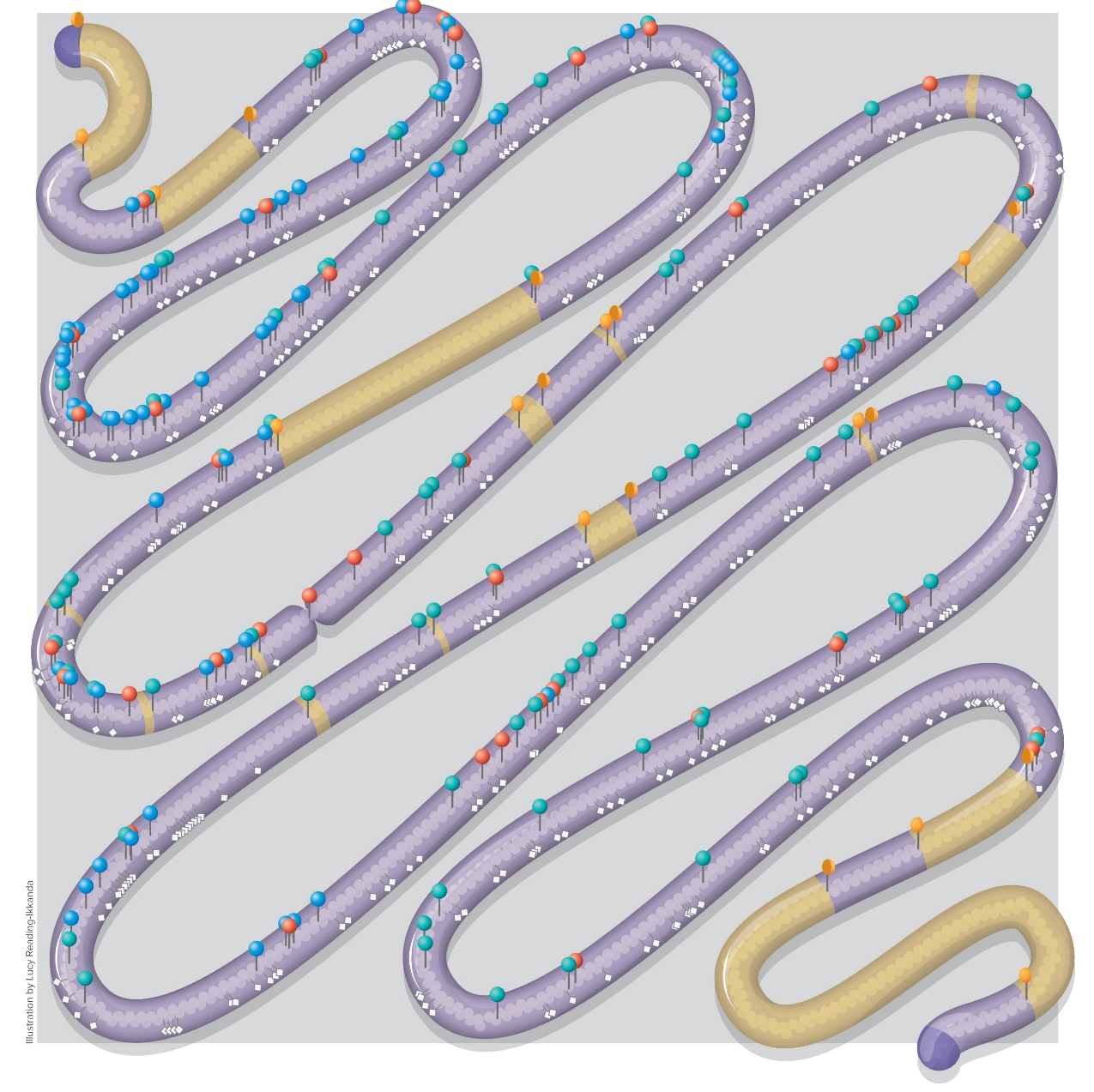 Ce long serpent est en fait une représentation schématique du chromosome artificiel créé chez la levure. Dans sa version définitive, les régions en jaune sont retirées, tandis que tous les points de couleurs marquent les loci de modifications mineures, comme certains marquages, les changements de codons stop ou une substitution de nucléotide qui ne change pas la séquence protéique. © Lucy Reading-Ikkanda