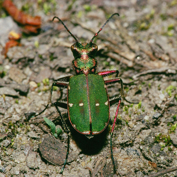 La cicindèle, un insecte extrêmement rapide et un redoutable prédateur. © Olaf Leillinger, Wikimedia Commons, cc by sa 2.5