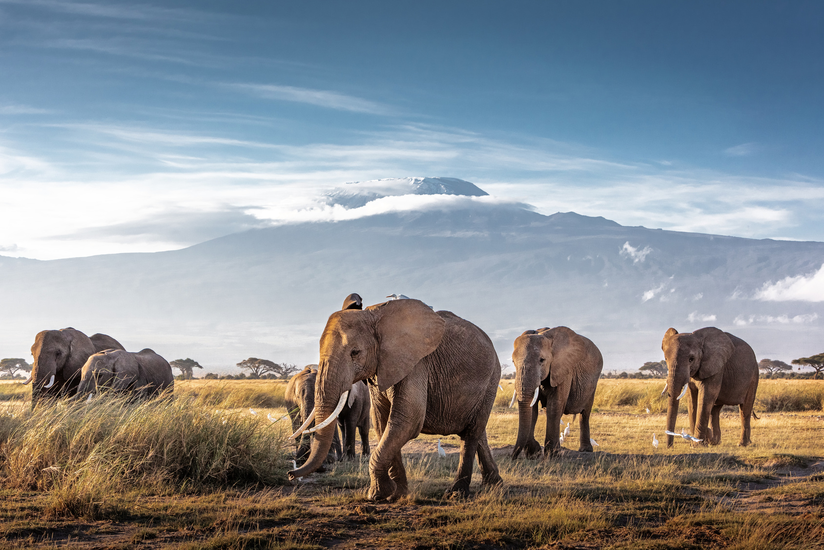 Après des décennies de braconnage qui a fait passer la population d'éléphants de plusieurs millions au milieu du XXe siècle à quelque 400.000 en 2015. © adogslifephoto, Fotolia