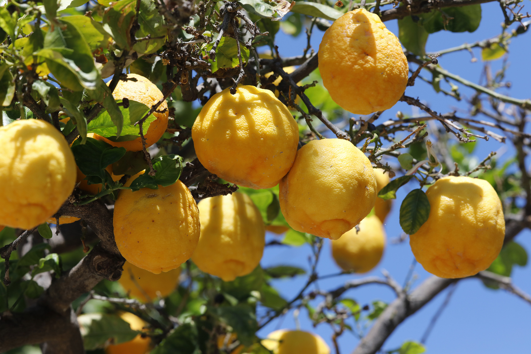 Nos conseils pour cultiver et entretenir un citronnier en pot. © Aggi Schmid, Fotolia
