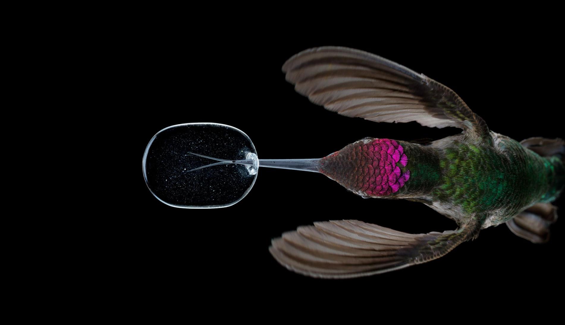 Découvrez le vol du colibri en vidéo. Tout en volant sur place en battant des ailes jusqu’à 100 fois par seconde, le colibri sirote du nectar jusqu’à 15 fois par seconde avec sa langue presque transparente. © National Geographic