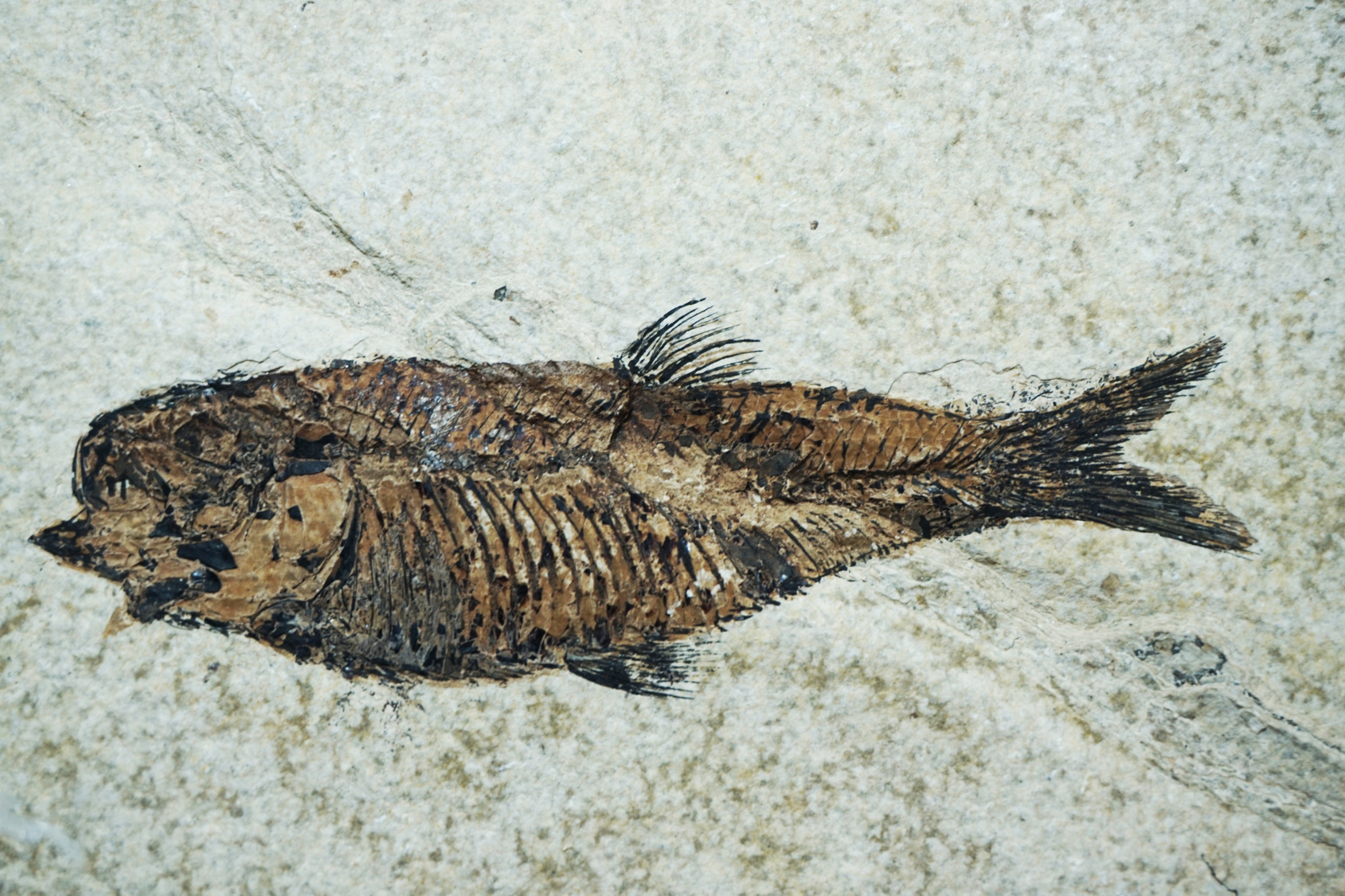 Les fossiles, souvent, correspondent au squelette de l’organisme moulé dans la roche. © jonnysek, fotolia