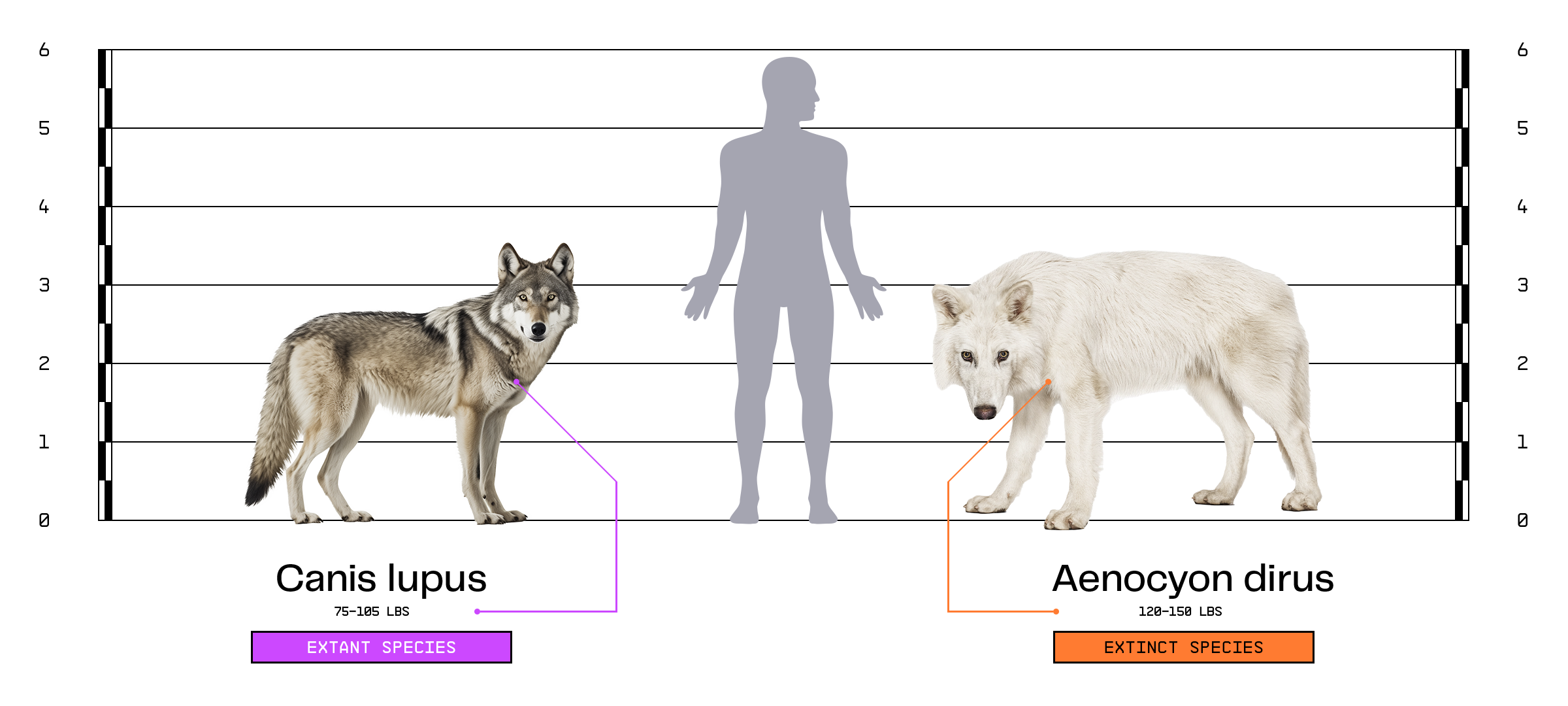 On n’avait pas entendu son hurlement depuis 13 000 ans : des chercheurs ...