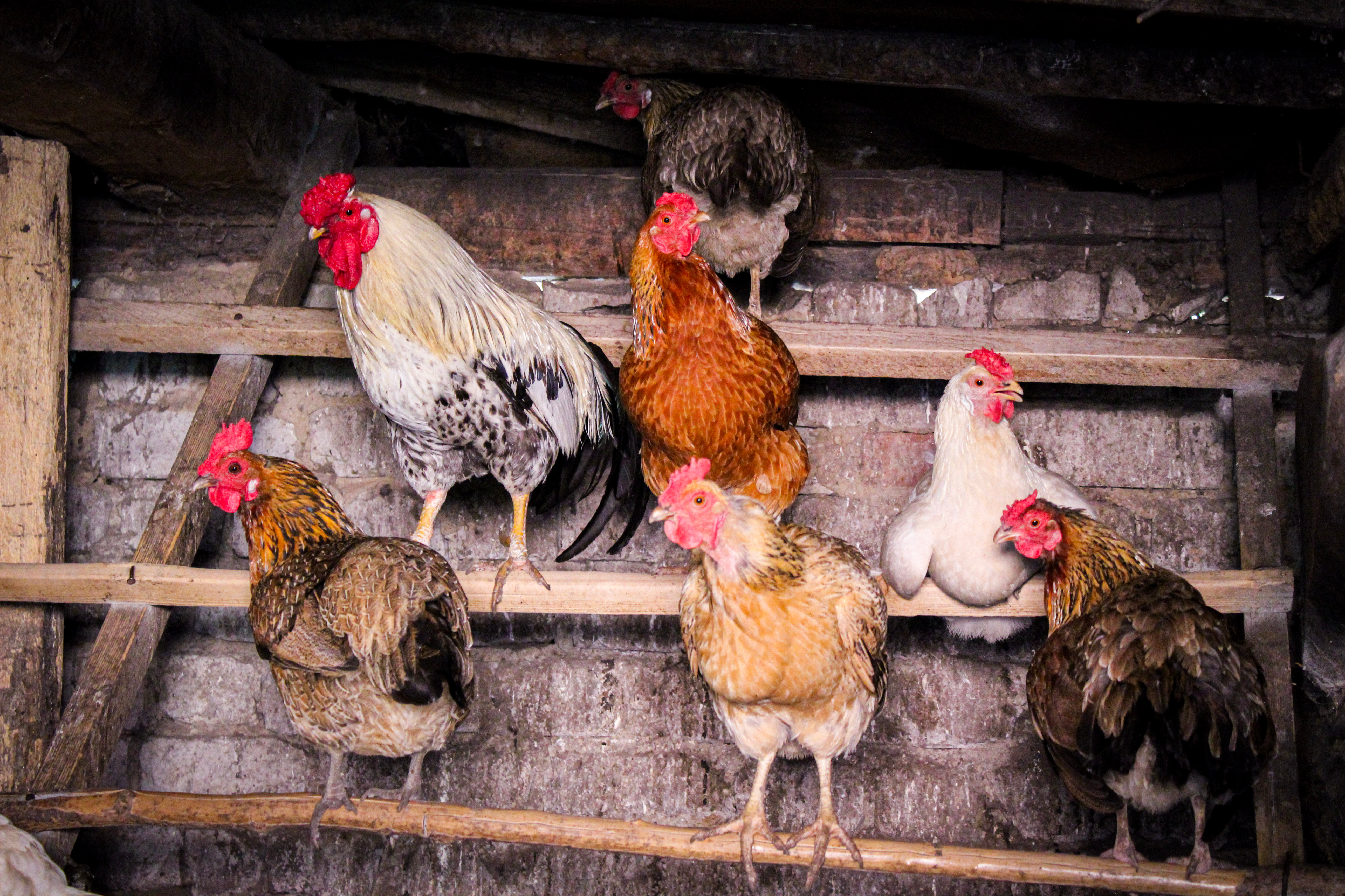 Dans un poulailler, les poules se sentent davantage en sécurité lorsqu'elles peuvent se percher. © Elena Bondareva, Adobe Stock