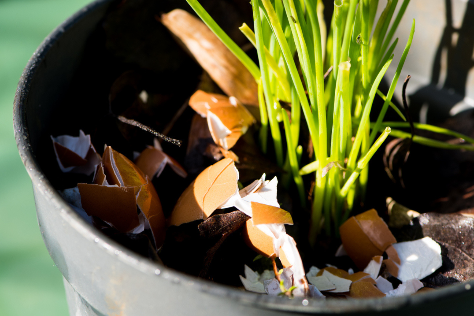 Coquilles d’œufs au pied des plantes : mythe ou astuce oubliée ? © Pascal Lagesse, iStock