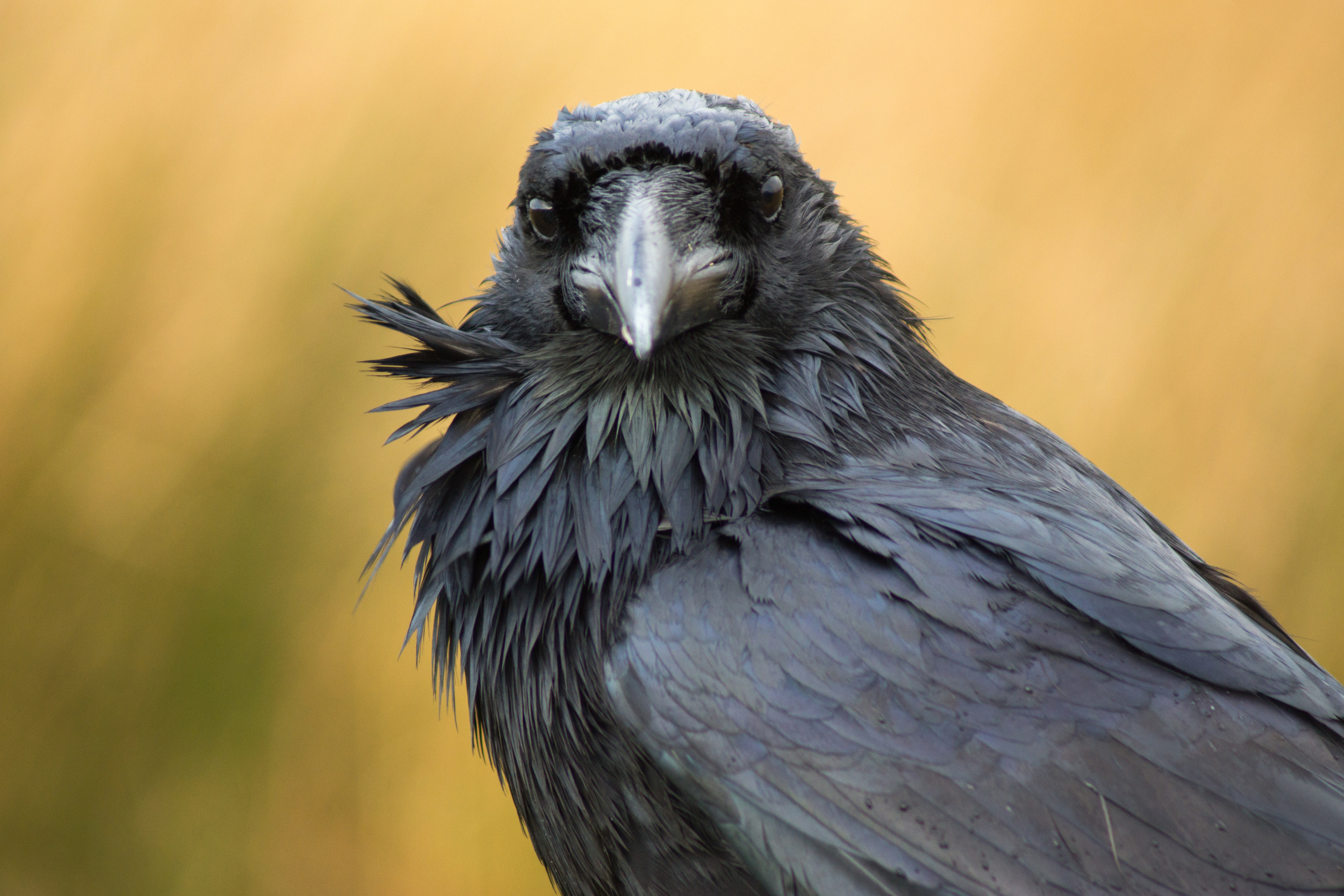 Selon les hypothèses actuelles, lorsqu'un corbeau se roule dans une nuée de fourmis, ces composés pénètrent dans sa peau, agissant comme un puissant antiseptique naturel. © Jessica Dale, Adobe Stock