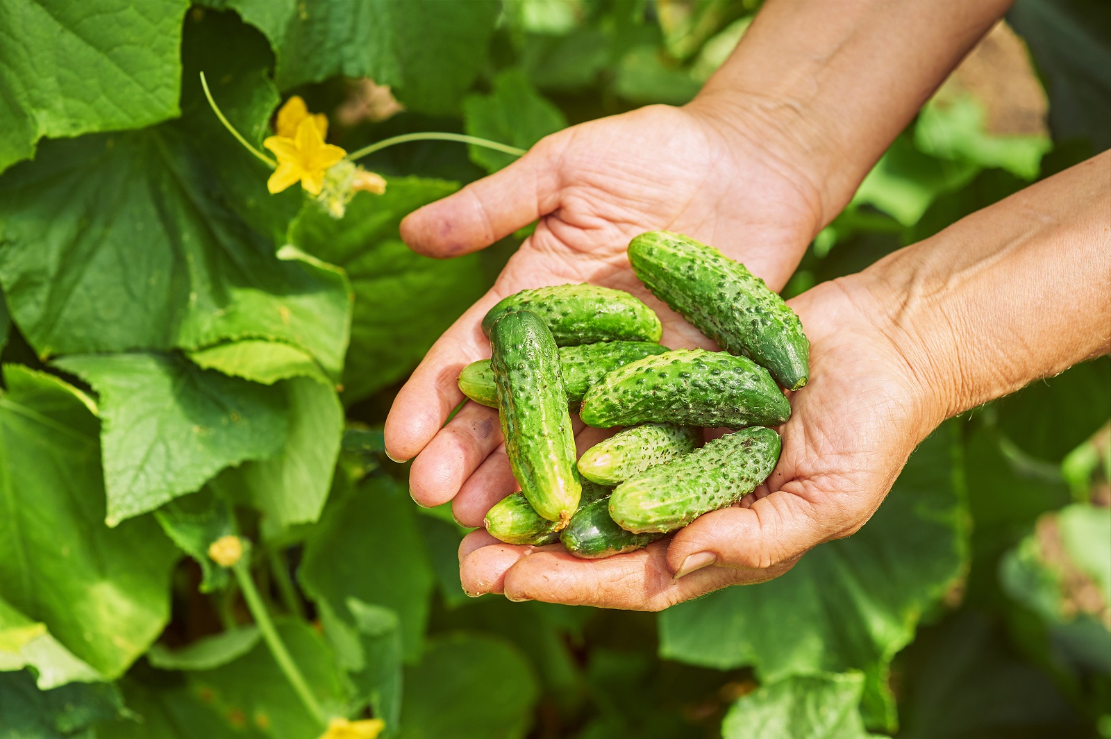 Récolte de cornichons au potager. © Aleksandr Rybalko, Adobe Stock