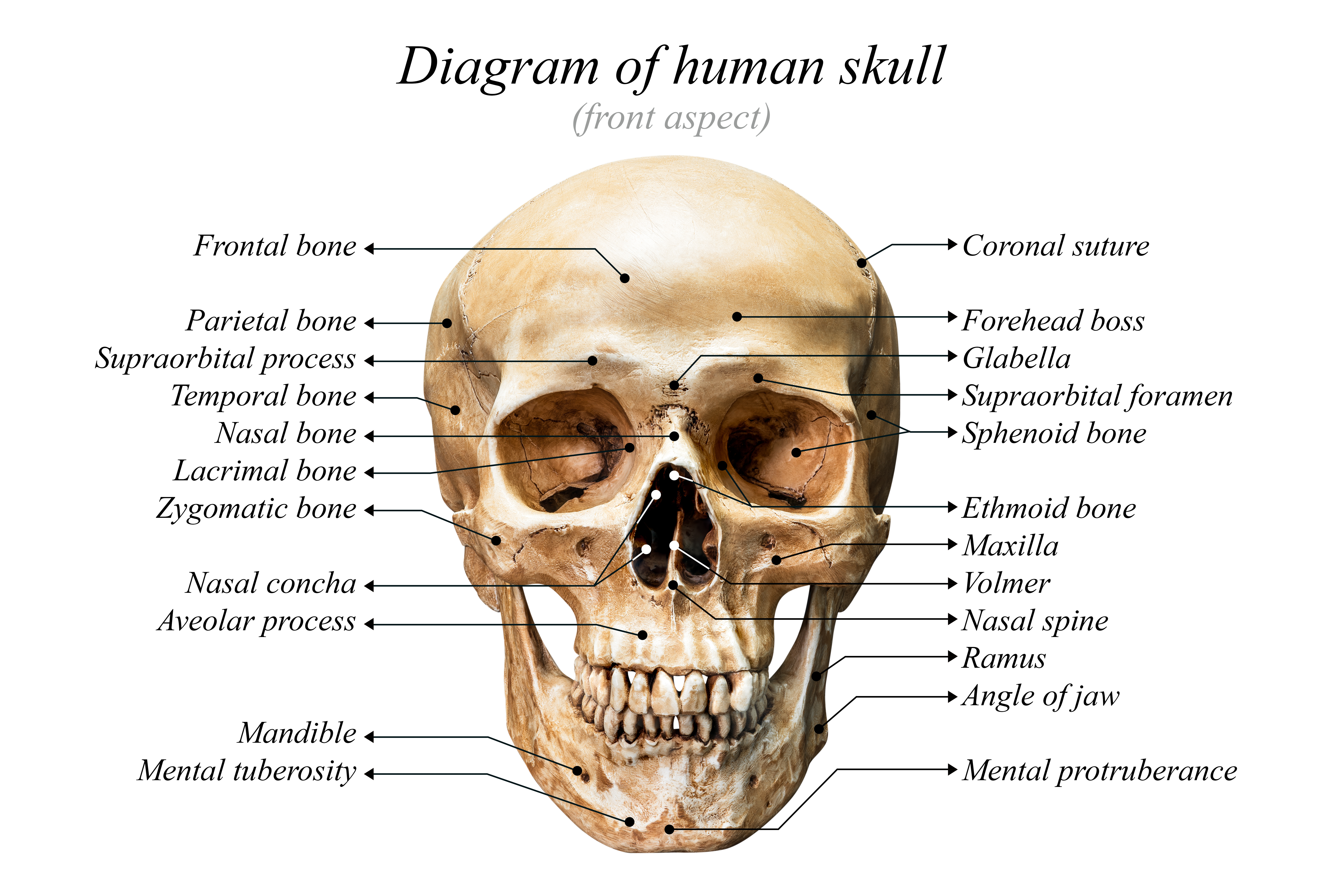 Le crâne est composé de plusieurs os, soudés ensemble. © fotoslaz, Adobe Stock