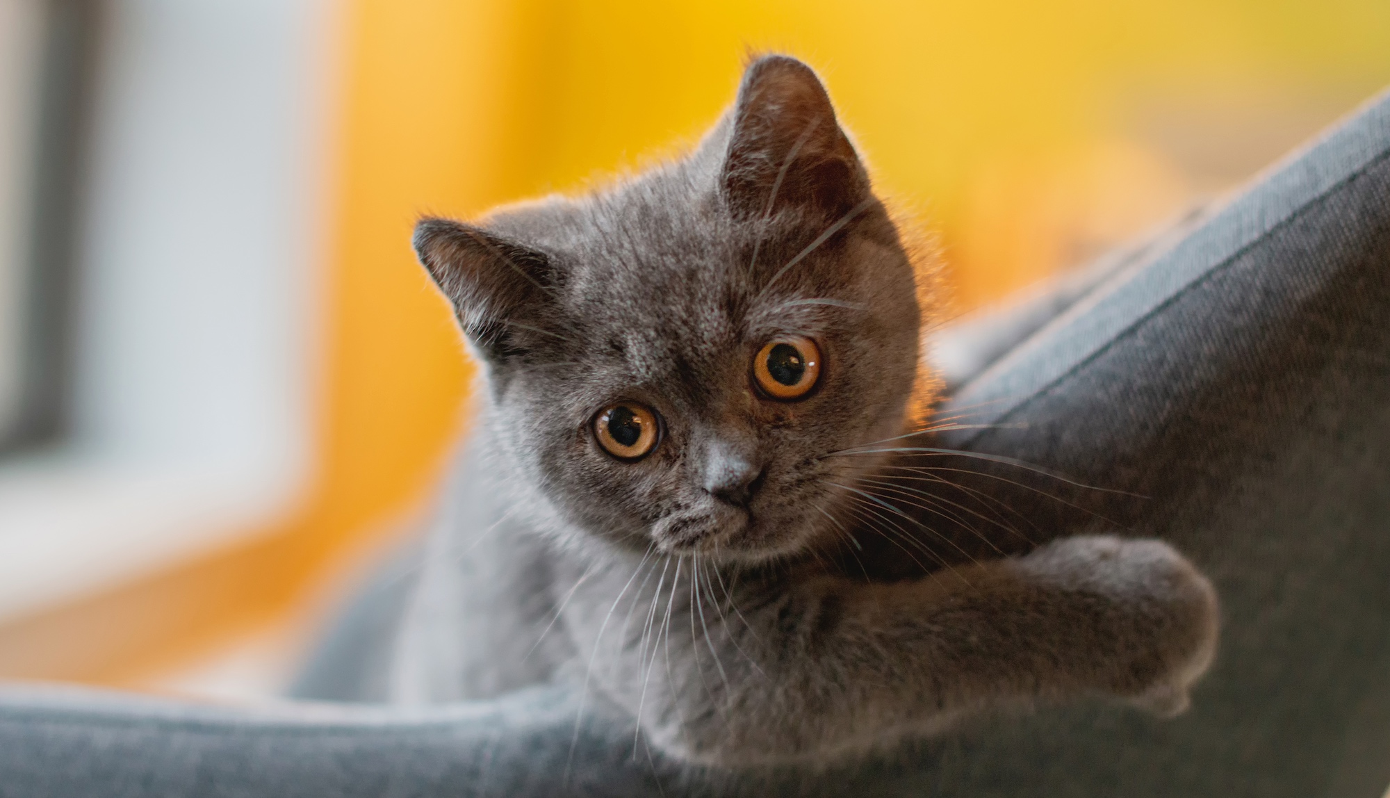 Des chercheurs de la Purdue University (États-Unis) révèlent que les chats, comme les chiens, aiment plus souvent qu’on ne pourrait le penser, rapporter des jouets à leurs compagnons humains. © tutye, Adobe Stock