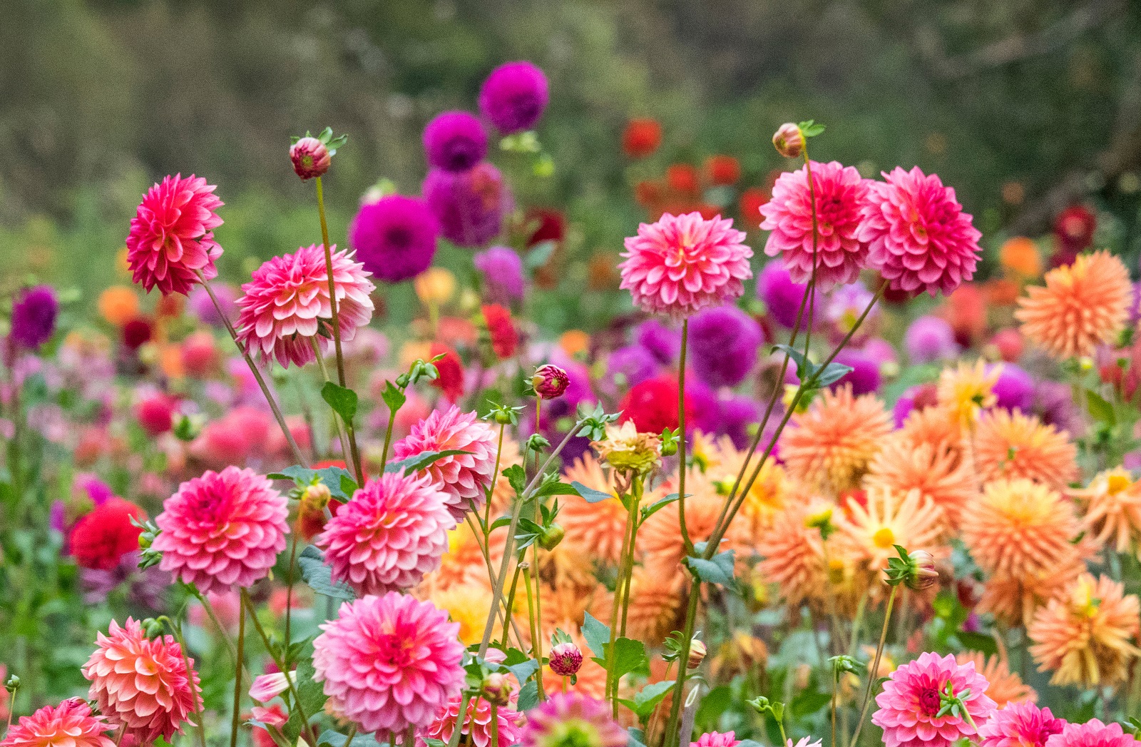 Forcer les dahlias pour avoir de magnifiques fleurs tout l'été. © Danita Delimont , AdobeStock