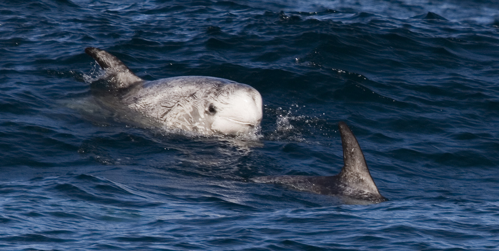 Les dauphins de Risso mesurent&nbsp;entre 2,6 et 3,5 m de long. Ils ont une peau qui marque facilement les cicatrices.&nbsp;© mikebaird, Flickr, cc by 2.0