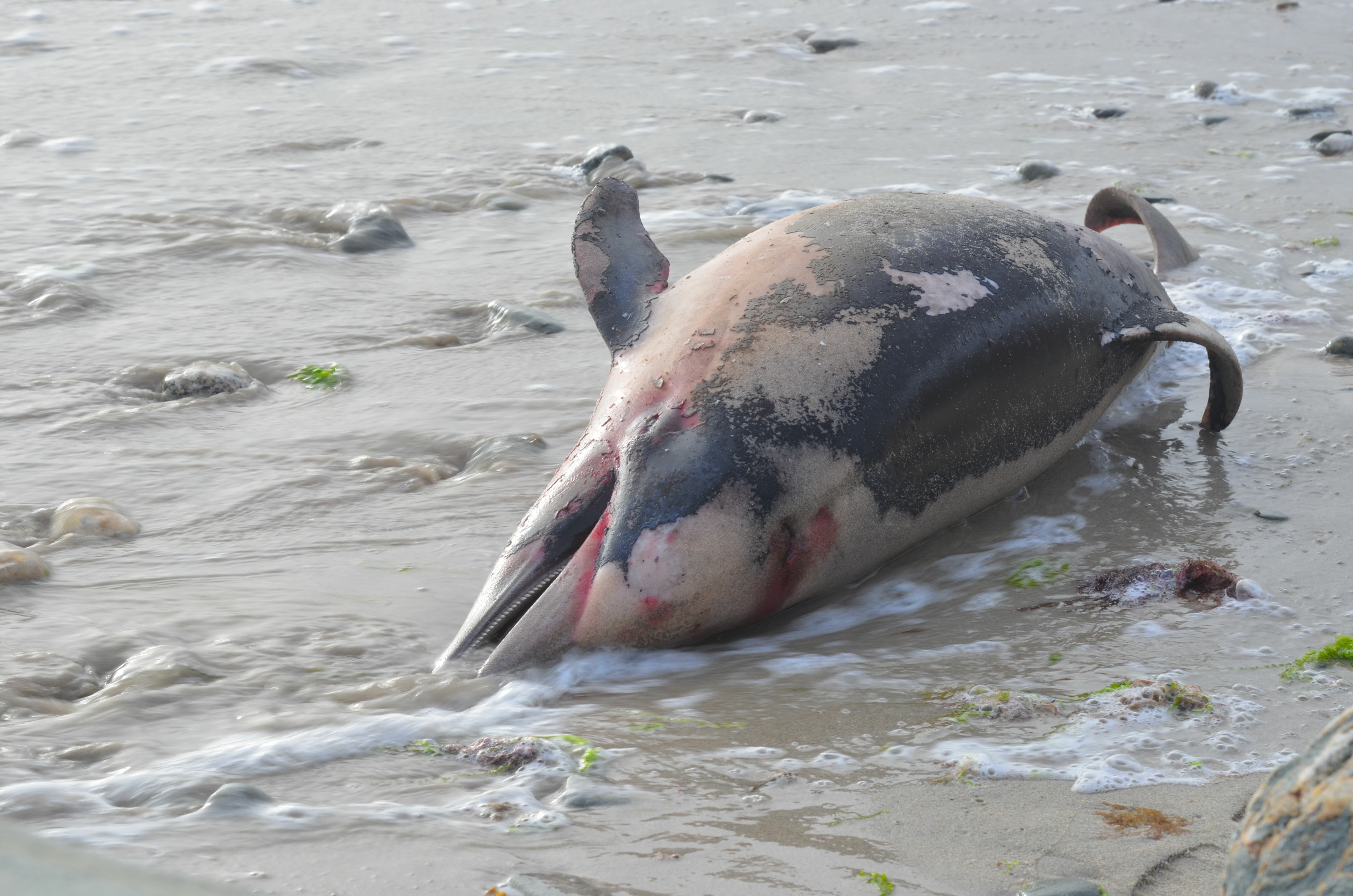 Un dauphin commun à bec court (Delphinus delphis) échoué sur une plage. © Didier San Martin