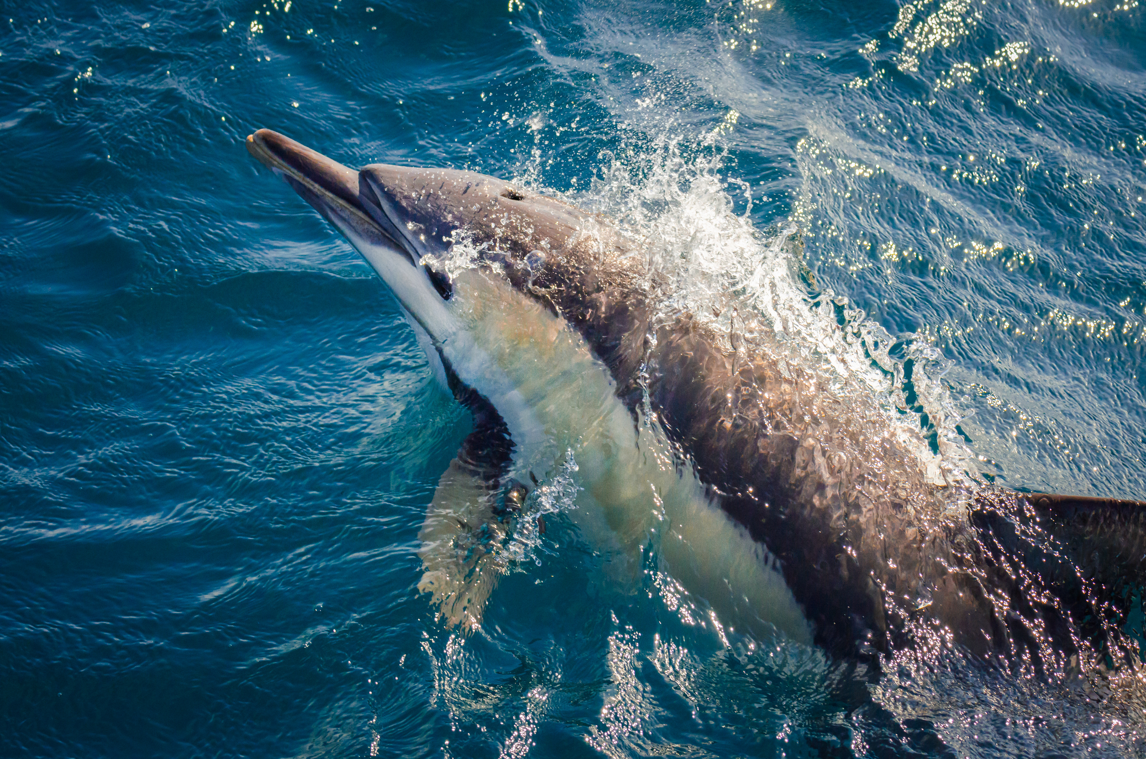 Les dauphins ne sont pas les seuls animaux marins qui meurent dans les filets de pêche. Tortues, requins, phoques et beaucoup d'autres animaux sont également concernés. © Beth Baisch, AdobeStock