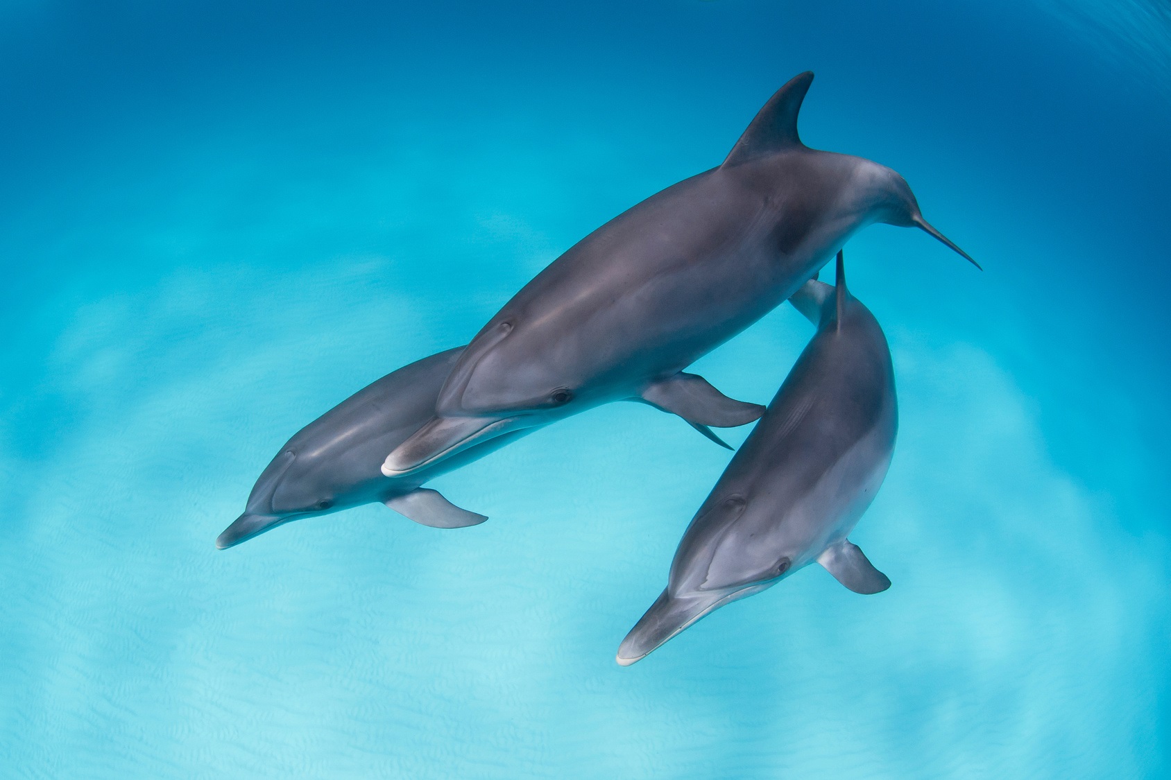Les dauphins d’Adelaïde ne pratiquent plus le « tail-walking ». © VisionDive, Fotolia