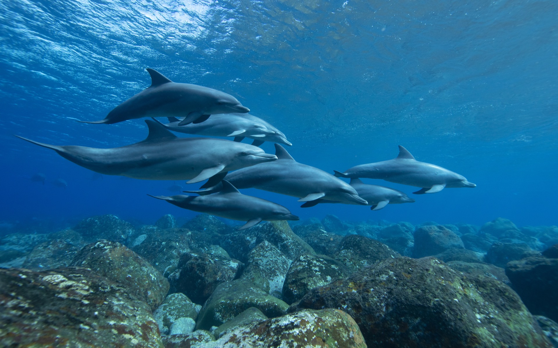 Les grands dauphins sont des organismes sociaux chez lesquels les actes sexuels permettent de renforcer les liens. © Toshiharu Arakawa, Adobe Stock