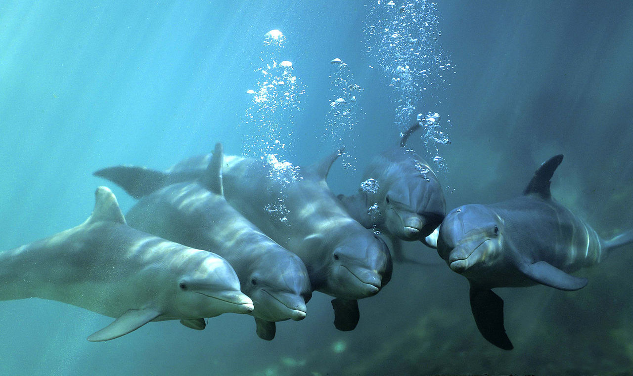 Pourra-t-on un jour échanger librement avec un dauphin à l’aide d’un traducteur ? Denise Herzing y travaille. © Truncatus, Wikipédia, DP