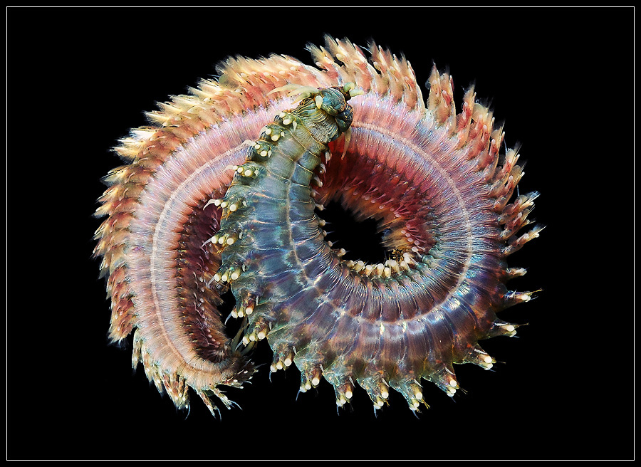 Le groupe des néréis est composé de 120 espèces. Ces annélides peuvent régénérer certains de leurs organes, voire des parties entières de leur corps. © Alexander Semenov, Flickr, cc by 2.0