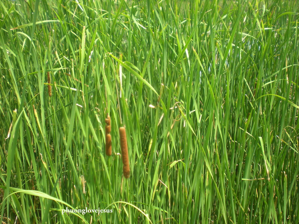 Dans le cadre d’une bioremédiation, des roseaux peuvent par exemple être plantés en bordure d’un plant d’eau dans le but d’en extraire des phosphates présents en trop grande concentration. © Phuong Tran, Flickr, cc by nc nd 2.0