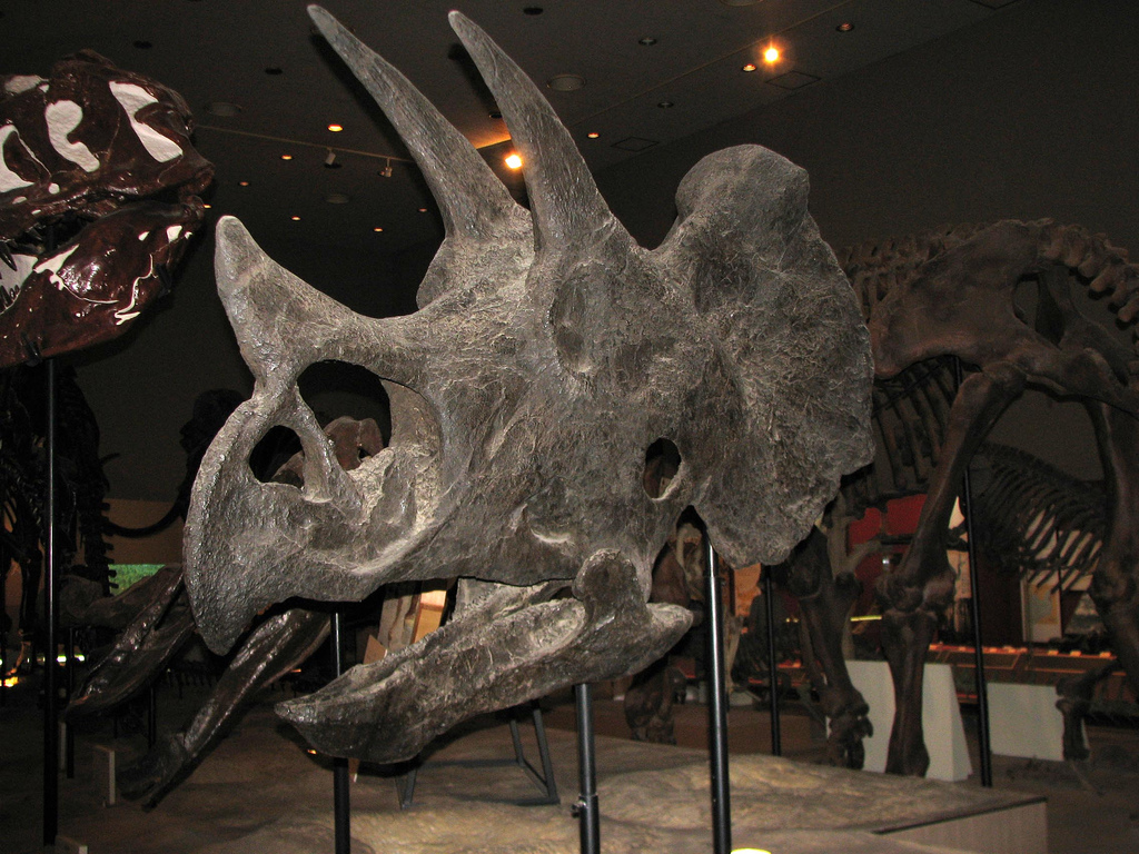 Les tricératops étaient des dinosaures cératopsiens du groupe des cératopsidés. Pour être précis, il s'agissait également de chasmosaurinés, puisqu'ils possédaient de grandes cornes au-dessus des yeux et une petite corne sur le nez. © MShades, Flickr, cc by nd 2.0