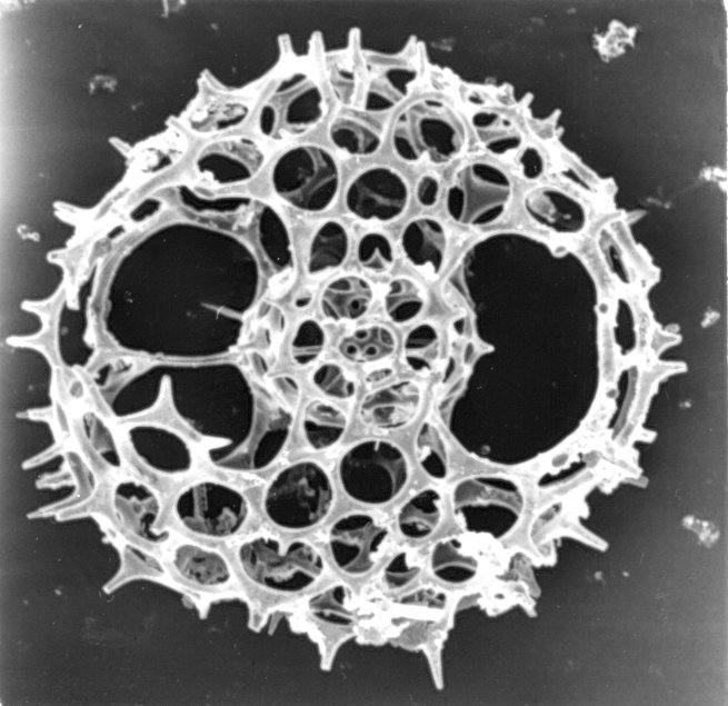 Les radiolaires sont apparus voici 540 millions d’années, durant le Cambrien. Ces êtres unicellulaires possèdent des endosquelettes à base de dioxyde de silicium (SiO2) que l’on retrouve dans de nombreuses roches sédimentaires. Ils correspondent alors à des microfossiles. © ProfSimonHaslett, Flickr, cc by nc sa 2.0