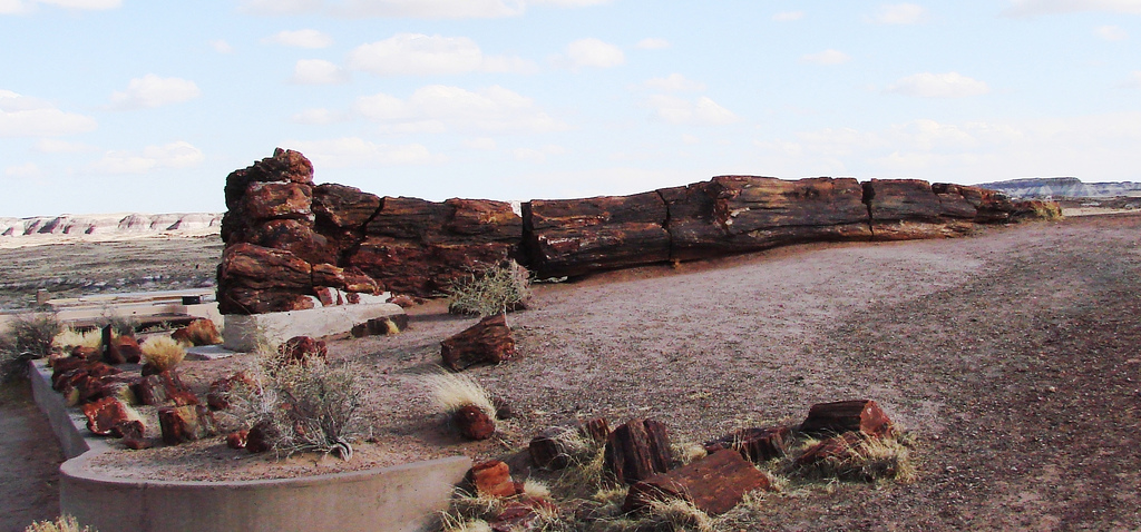 La perminéralisation intervient notamment dans la fossilisation des arbres. Le fossile présenté à l'image mesure dix mètres de long. Il se trouve au sein du Petrified Forest National Park (Arizona, États-Unis). © Martin Labar, Flickr, cc by nc 2.0