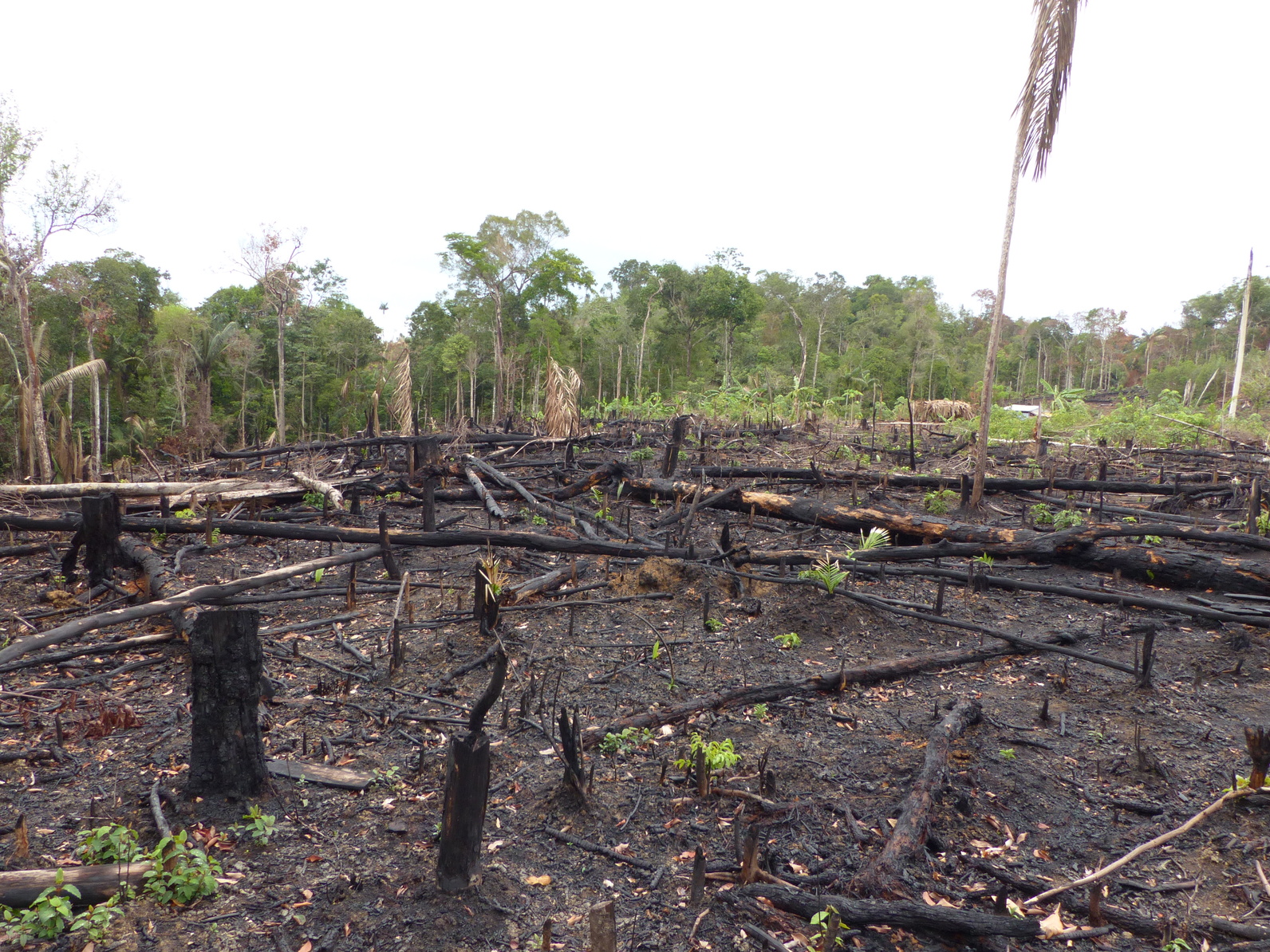 Pour le deuxième mois consécutif cette année, la déforestation en Amazonie brésilienne est en hausse, avec 920 km² de forêt disparus au mois de juin 2019, soit +88,4 % par rapport à juin 2018. © guentermanaus, Fotolia 