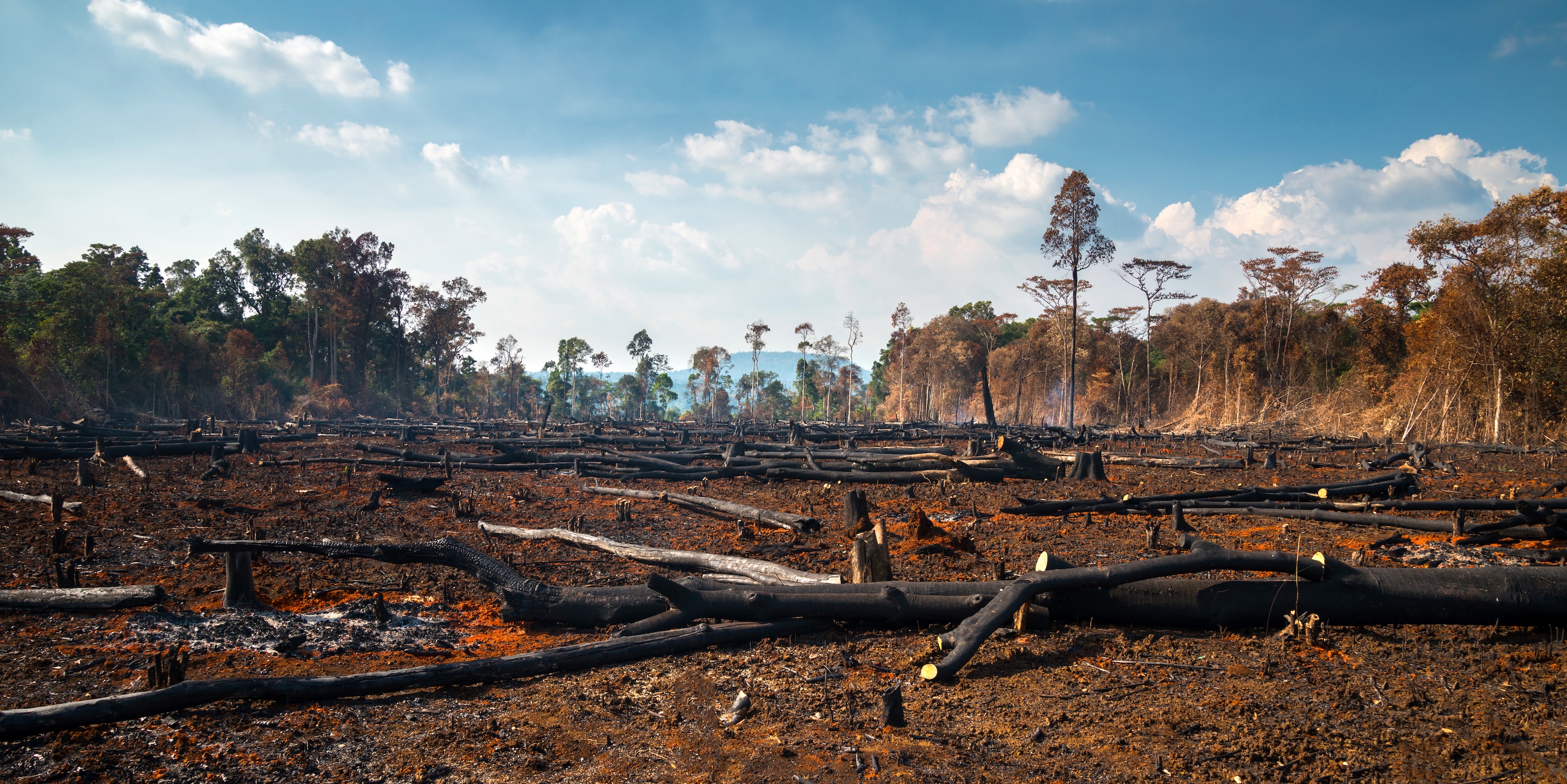 La déforestation en Amazonie brésilienne continue d'augmenter. L'agriculture et l'élevage sont les principaux « vecteurs de pression » dans l'immense majorité des cas (97 %). © noon@photo, Adobe Stock