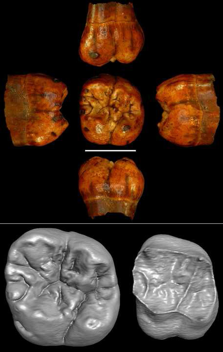Les analyses par imagerie (en bas) le confirment : la molaire de la collection d’Ishango (en haut) présente les caractéristiques morphométriques d’une dent appartenant à un homininé de la période de transition Plio-Pléistocène (entre 2,5 millions et 2 millions d’années). © Isabelle Crèvecœur, IRSNB