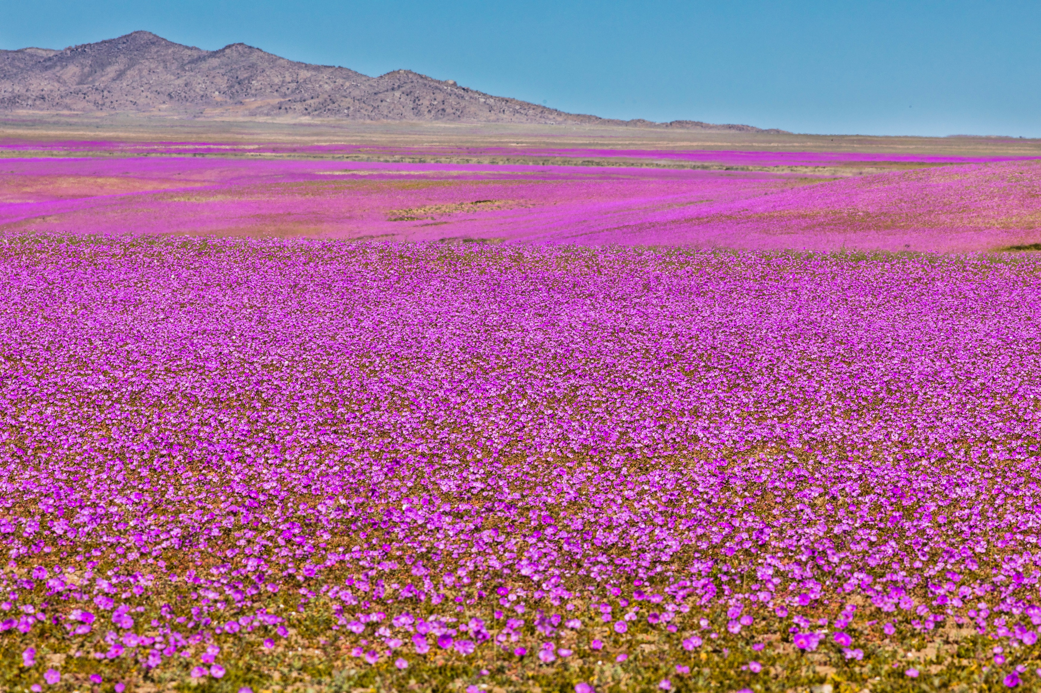 Le désert d'Atacama recouvert de fleurs violettes grâce aux pluies des derniers mois et à la présence du brouillard fréquent. © abriendomundo, Adobe Stock