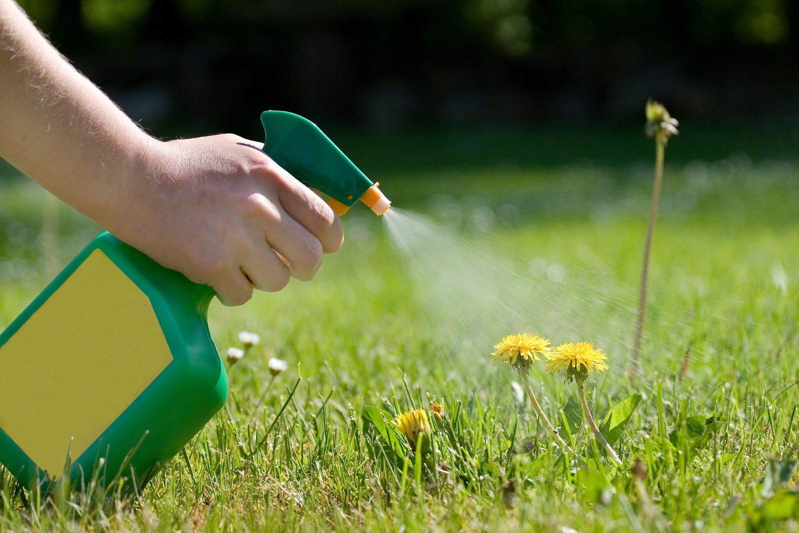 Dire adieu aux mauvaises herbes sans produits toxiques, c'est possible ! © Wega52, iStock