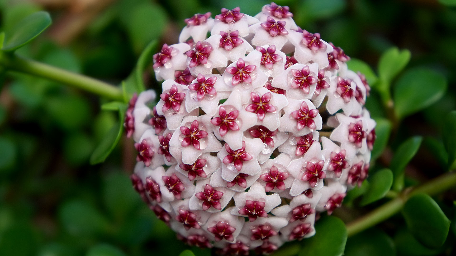 Les fleurs de porcelaine de la plante Hoya