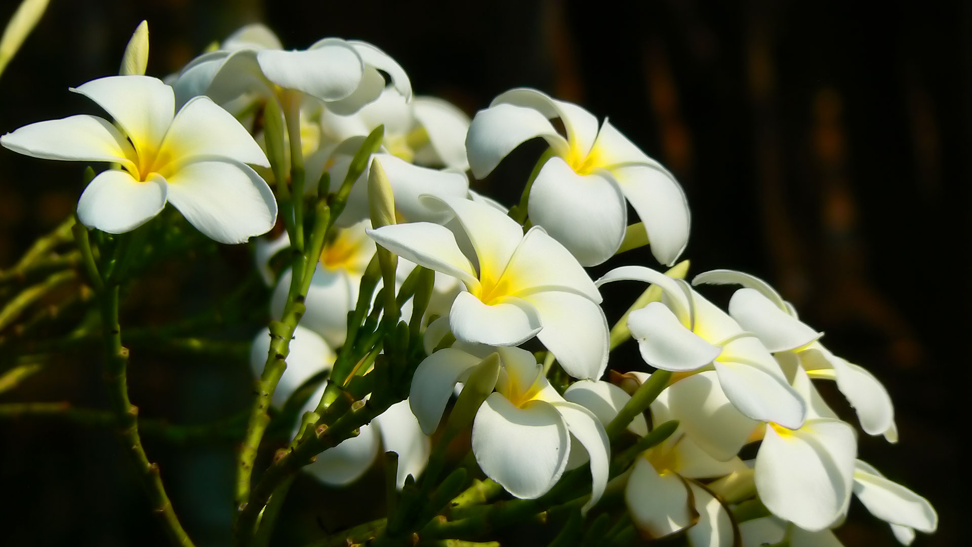 Bouquet de fleurs blanches du Plumeria
