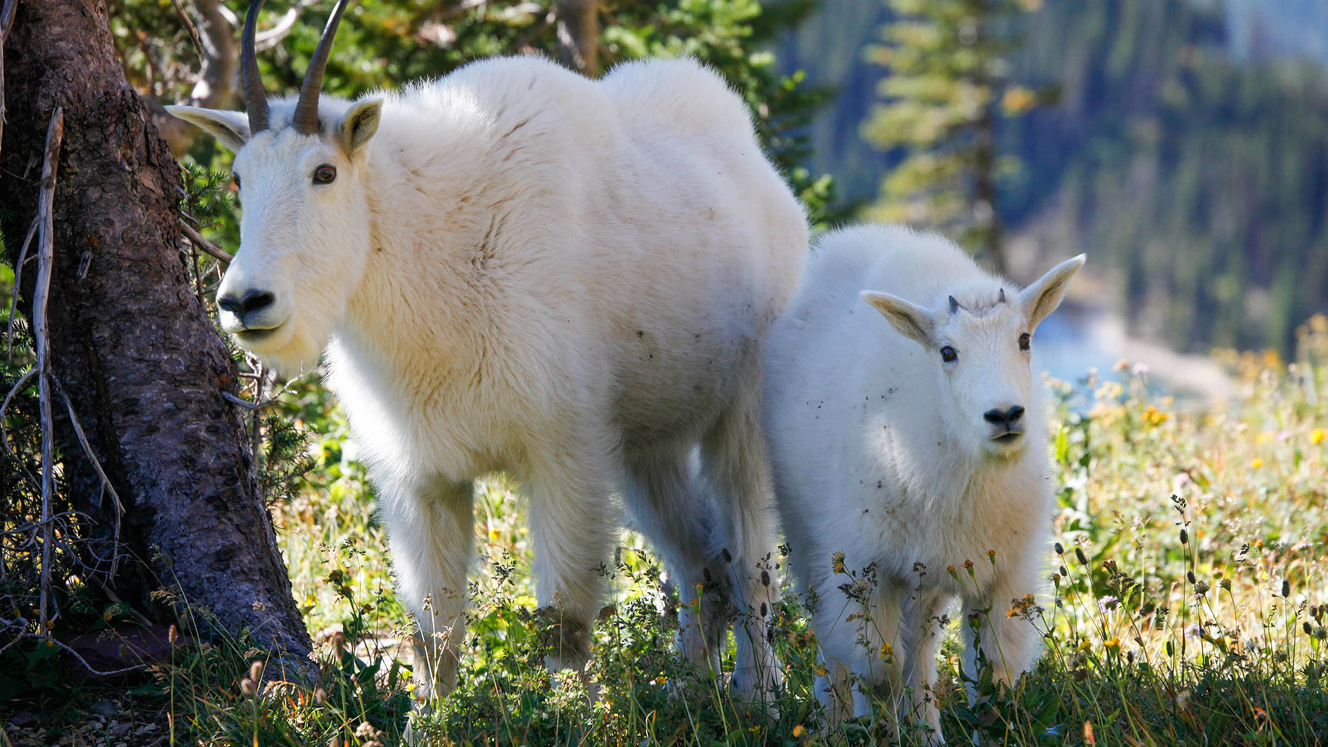 Des chèvres blanches au parc de Glacier