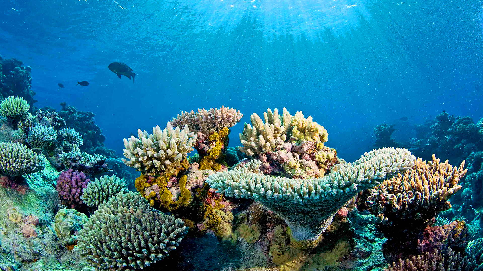 Le récif d’Osprey et ses somptueux coraux