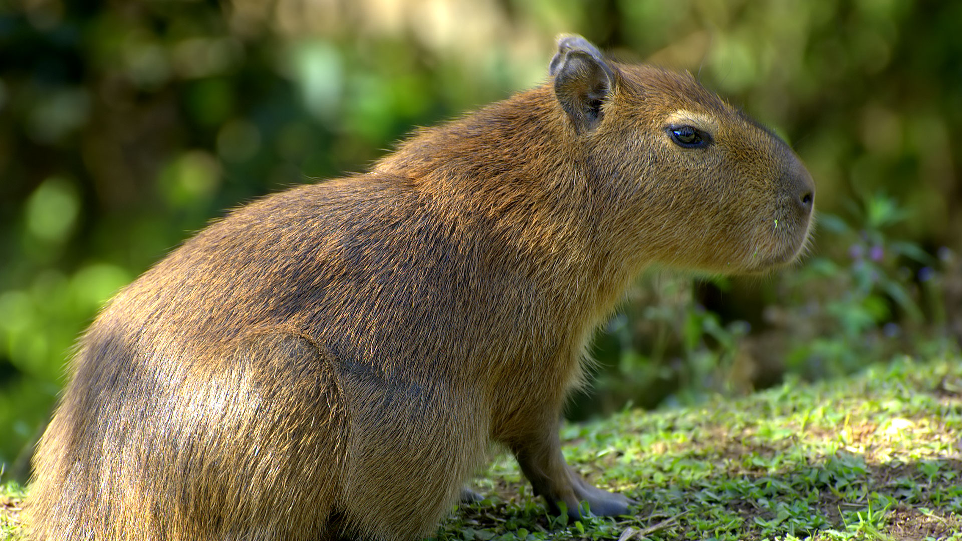 Le capybara, plus gros rongeur du monde