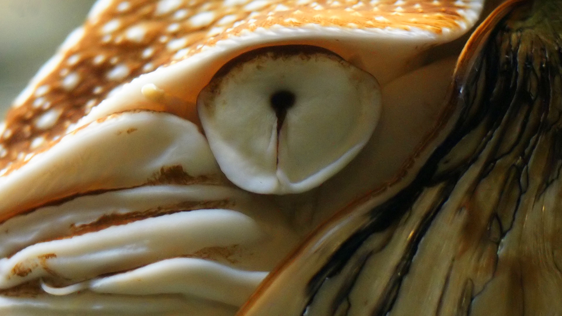 L'œil primitif du nautile et l'évolution de l'œil