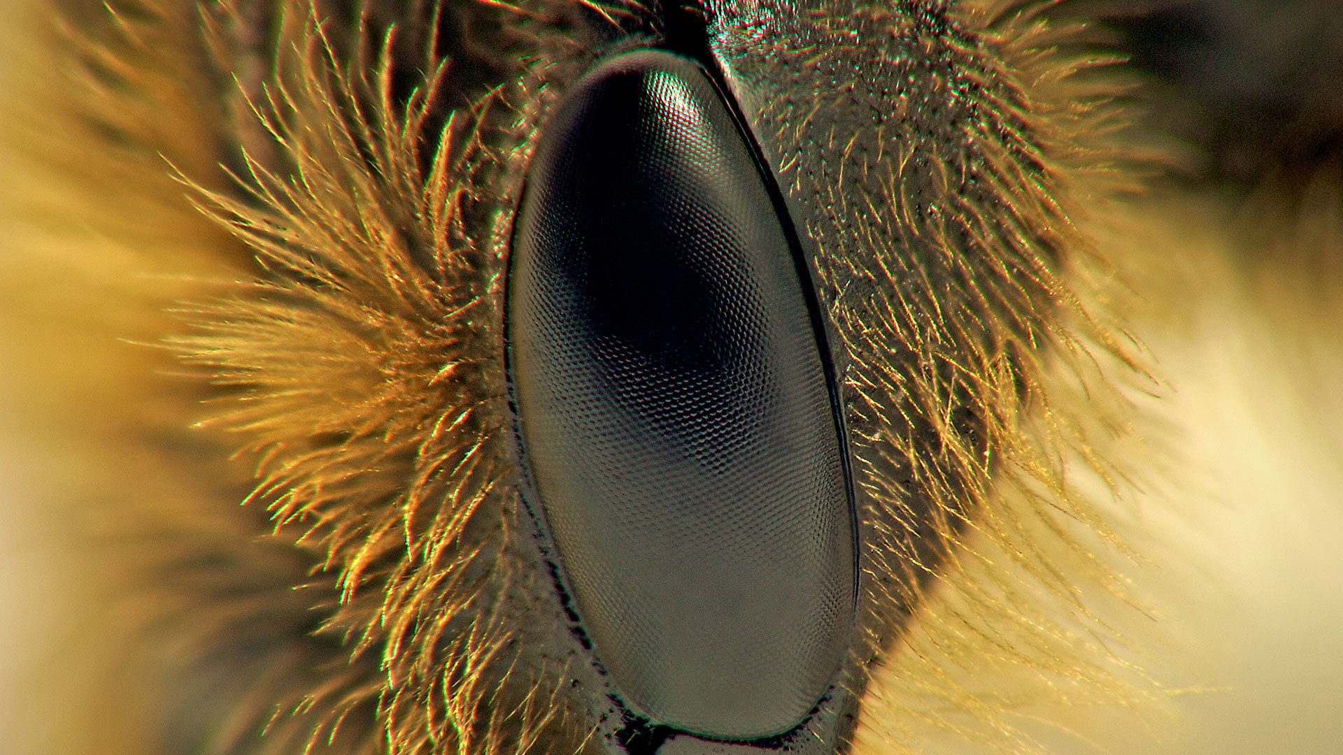 L'œil de l’abeille, ses ommatidies et ses ocelles