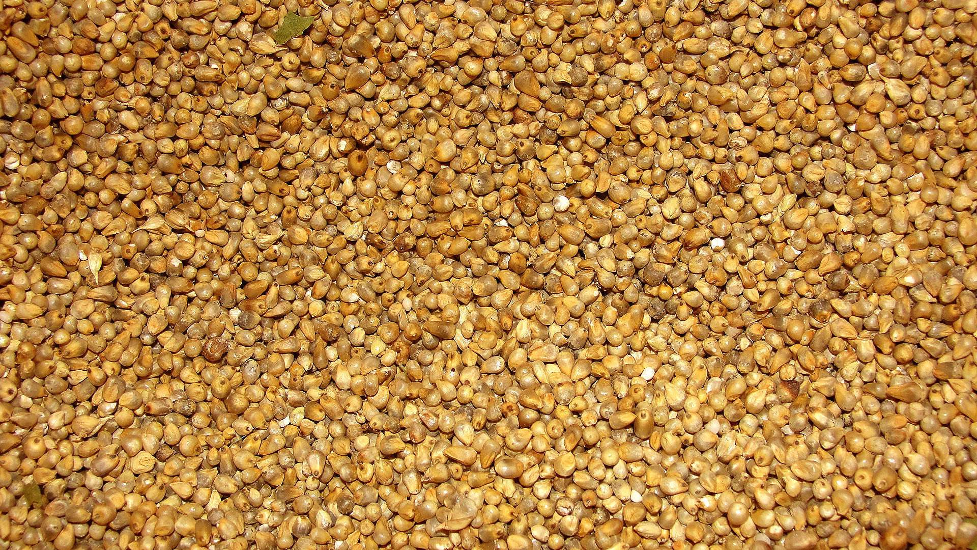 Le millet, petite céréale ronde