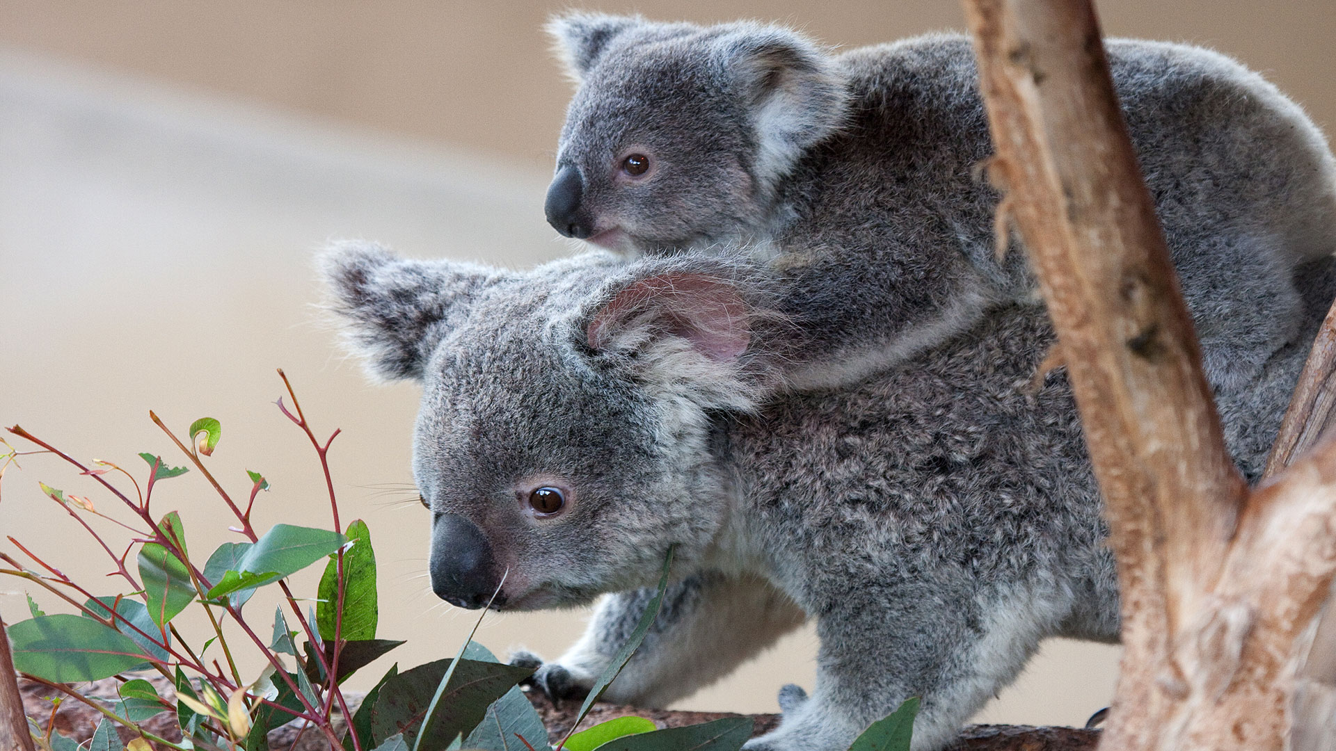 Bébé koala sur le dos de maman